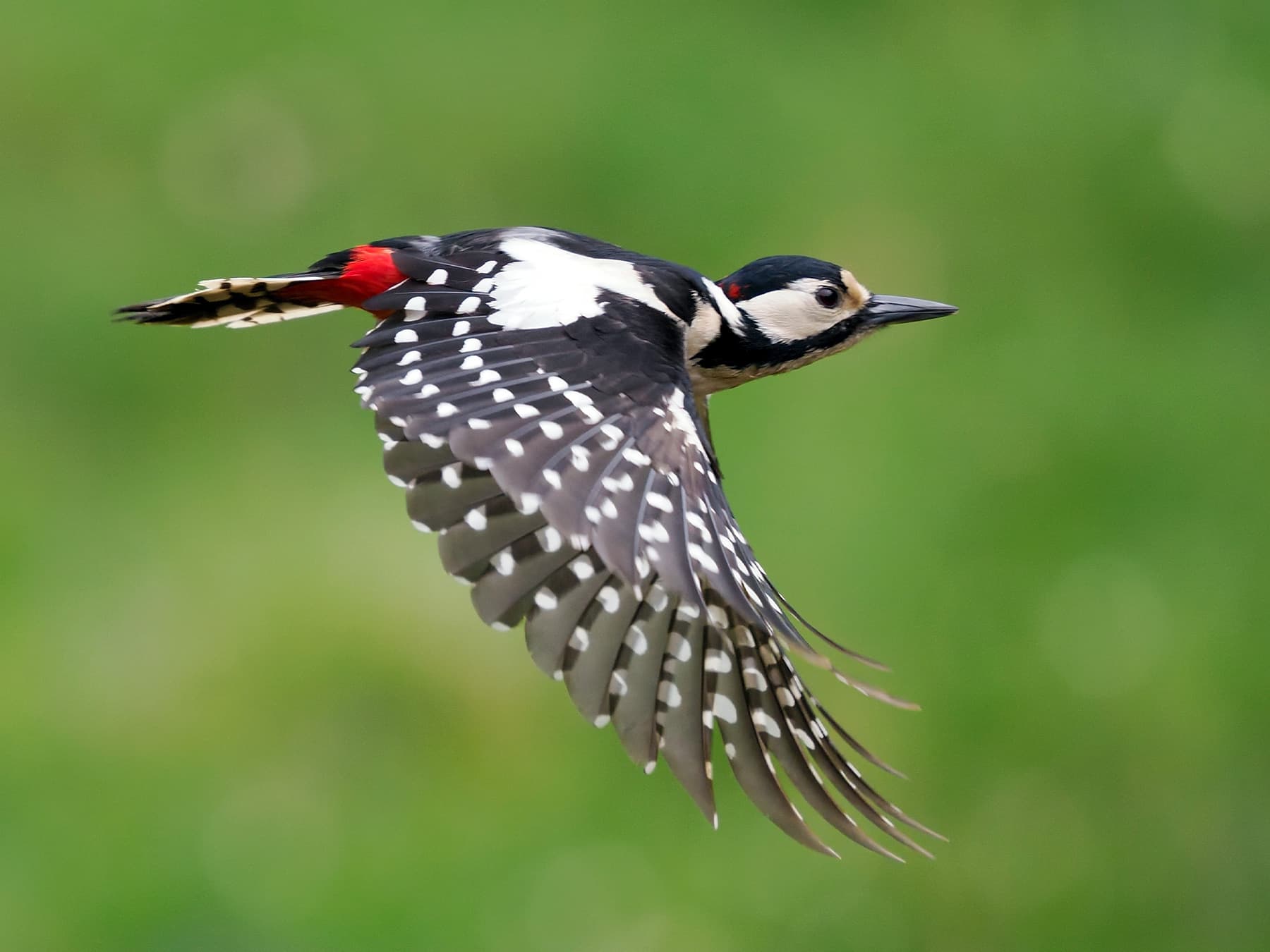 Great Spotted Woodpecker in-flight