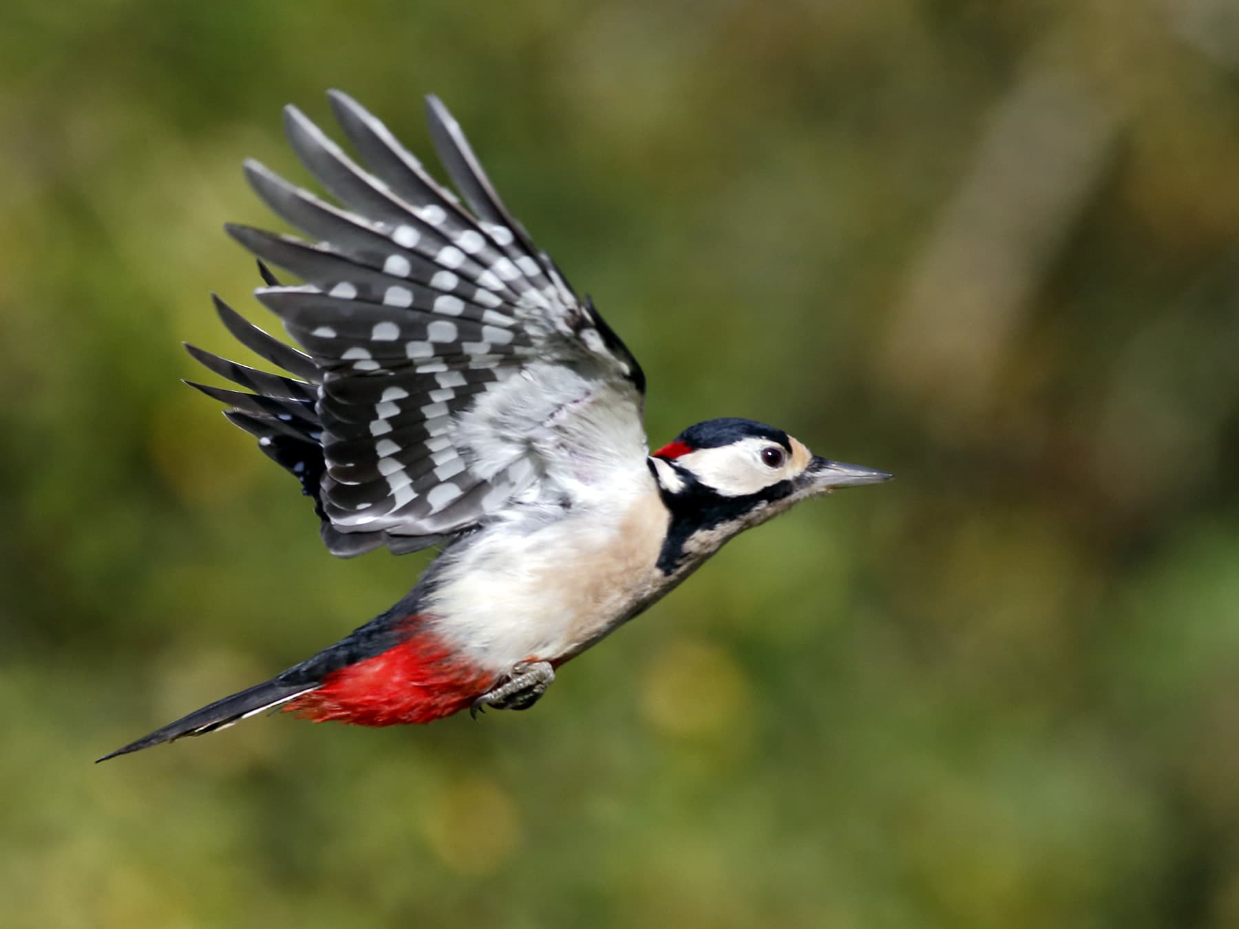 Great Spotted Woodpecker in-flight through the forest