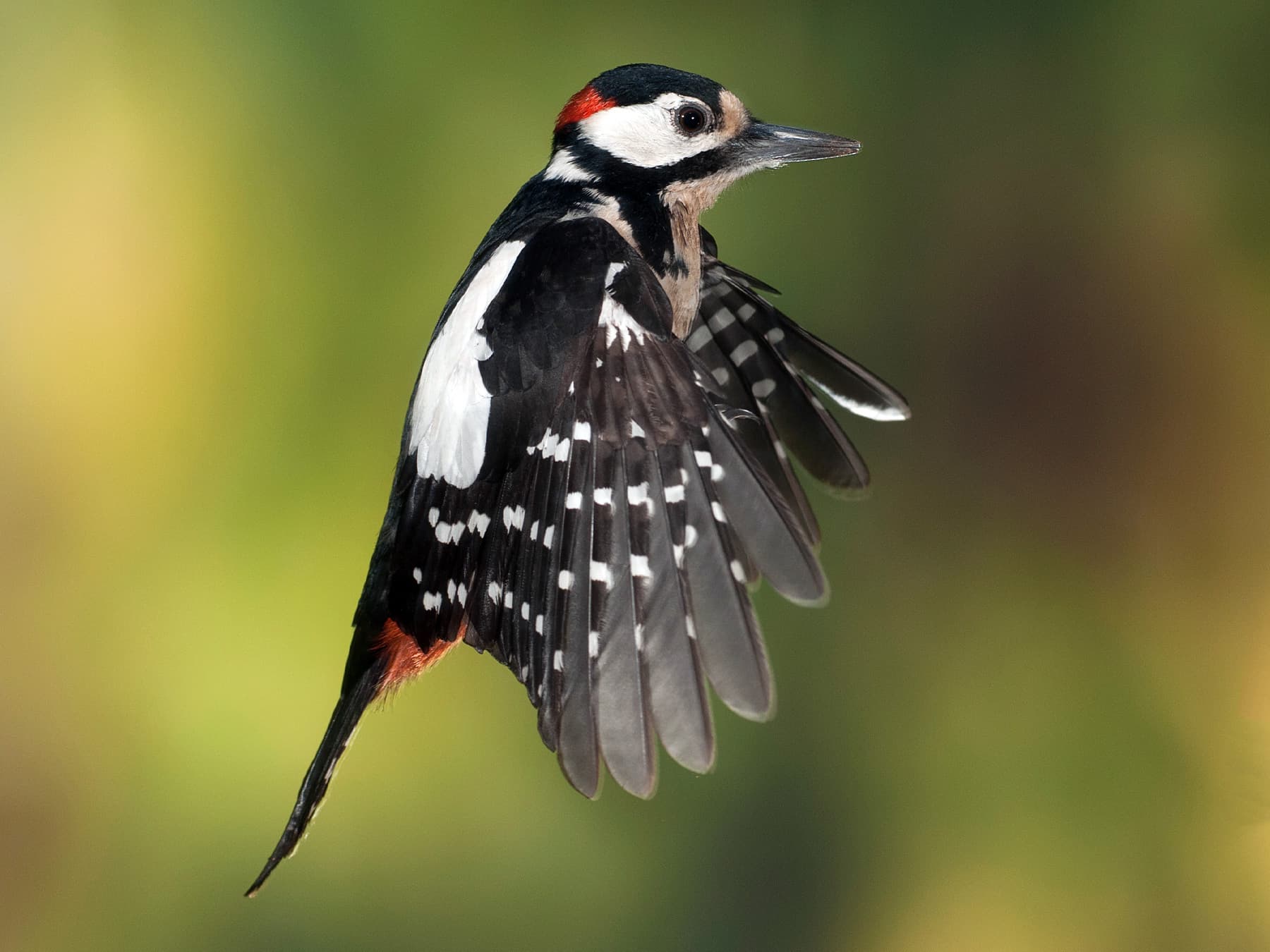 Great Spotted Woodpecker in-flight