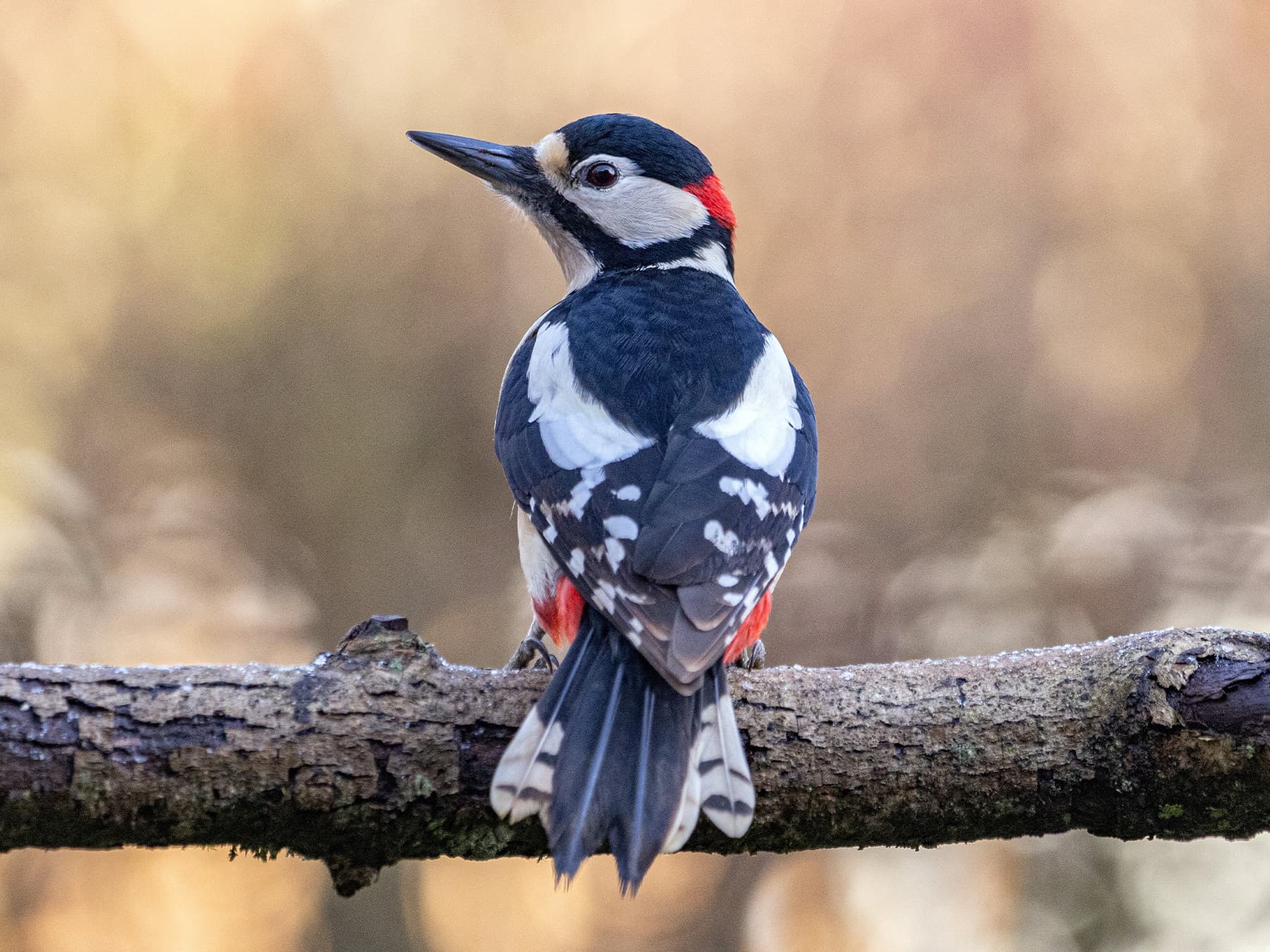 Great Spotted Woodpecker in natural habitat
