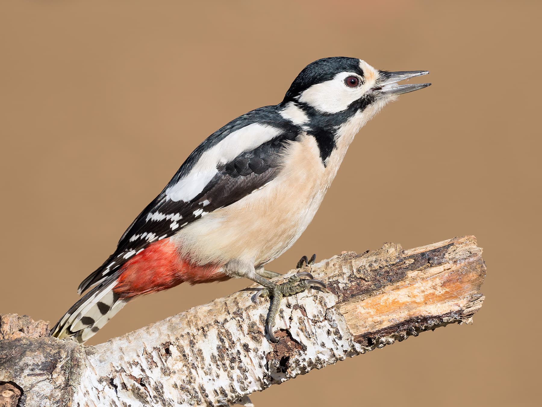 Great Spotted Woodpecker Female