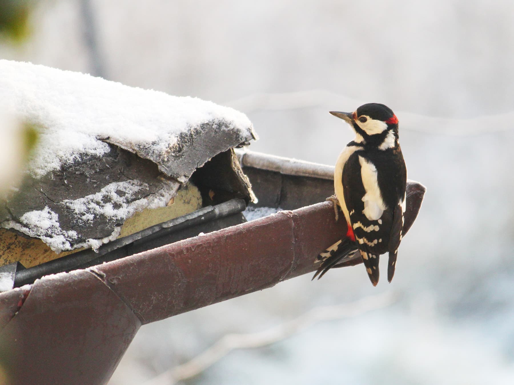 Great spotted woodpecker perching on guttering