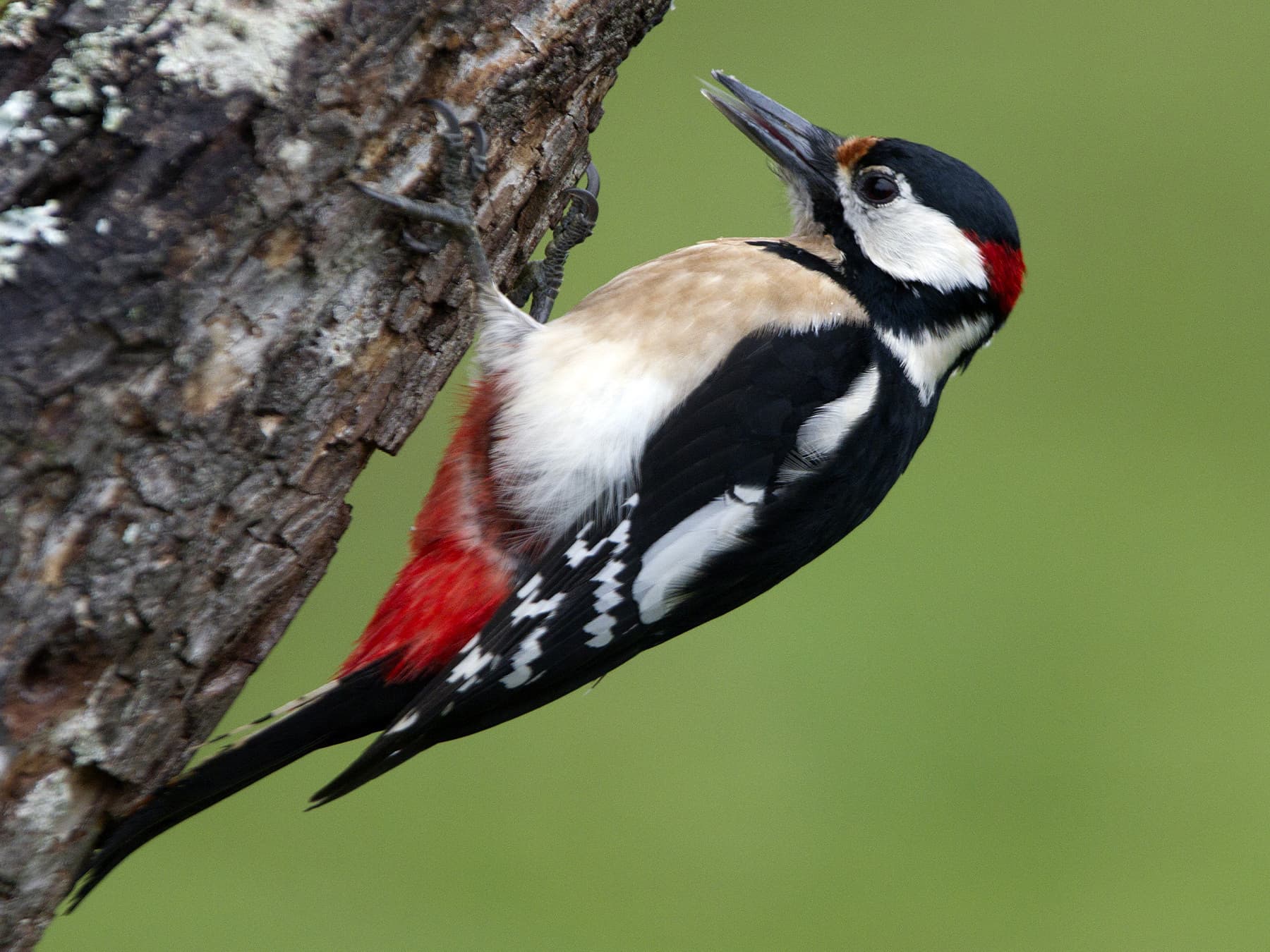 Great Spotted Woodpecker clambering on a tree trunk
