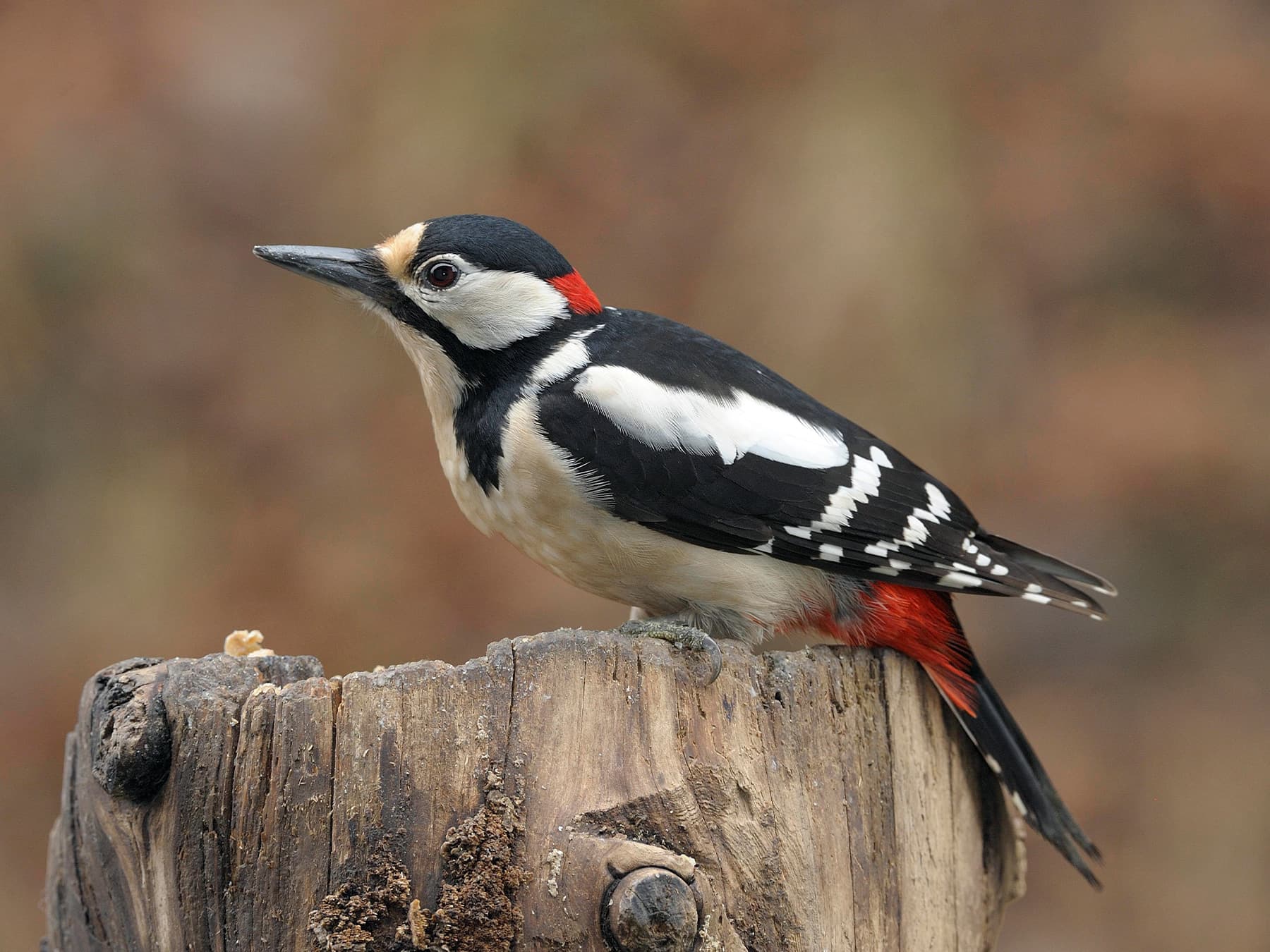 Great Spotted Woodpecker resting on top of the stump of a tree