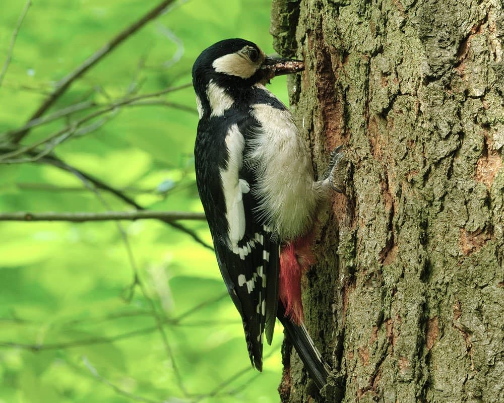 Great spotted woodpecker
