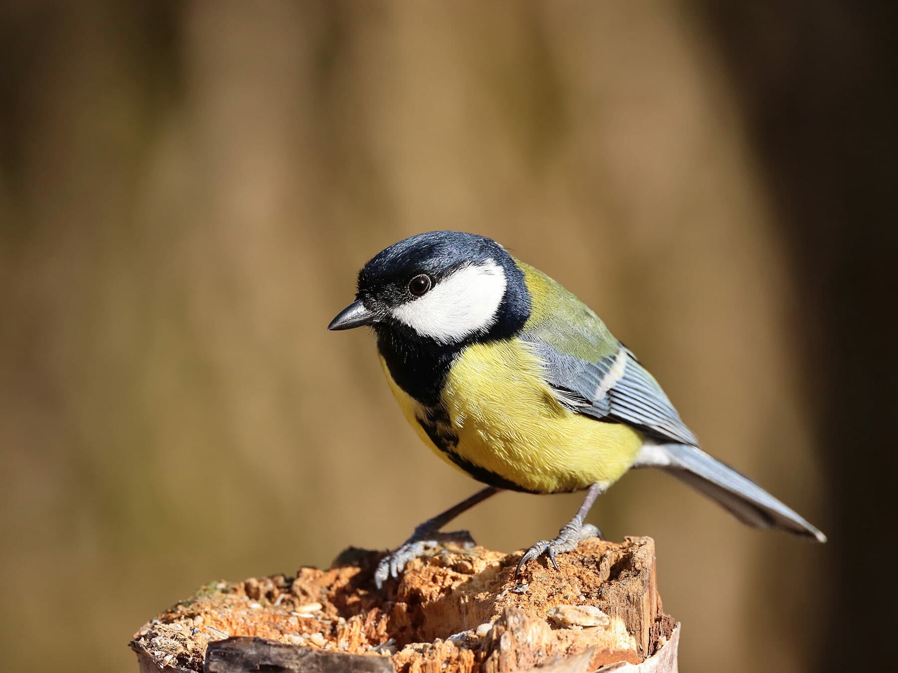 Close up of a perched Great Tit in its natural habitat