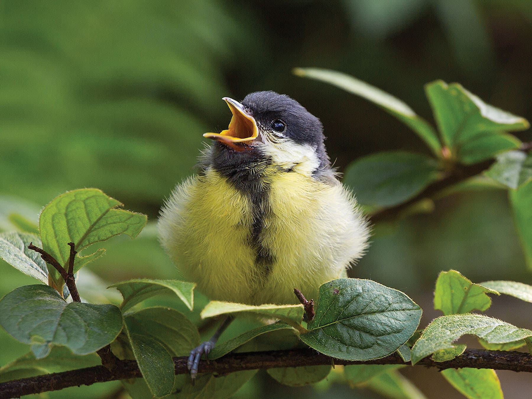 Young Great Tit chick, recently after fledgling the nest