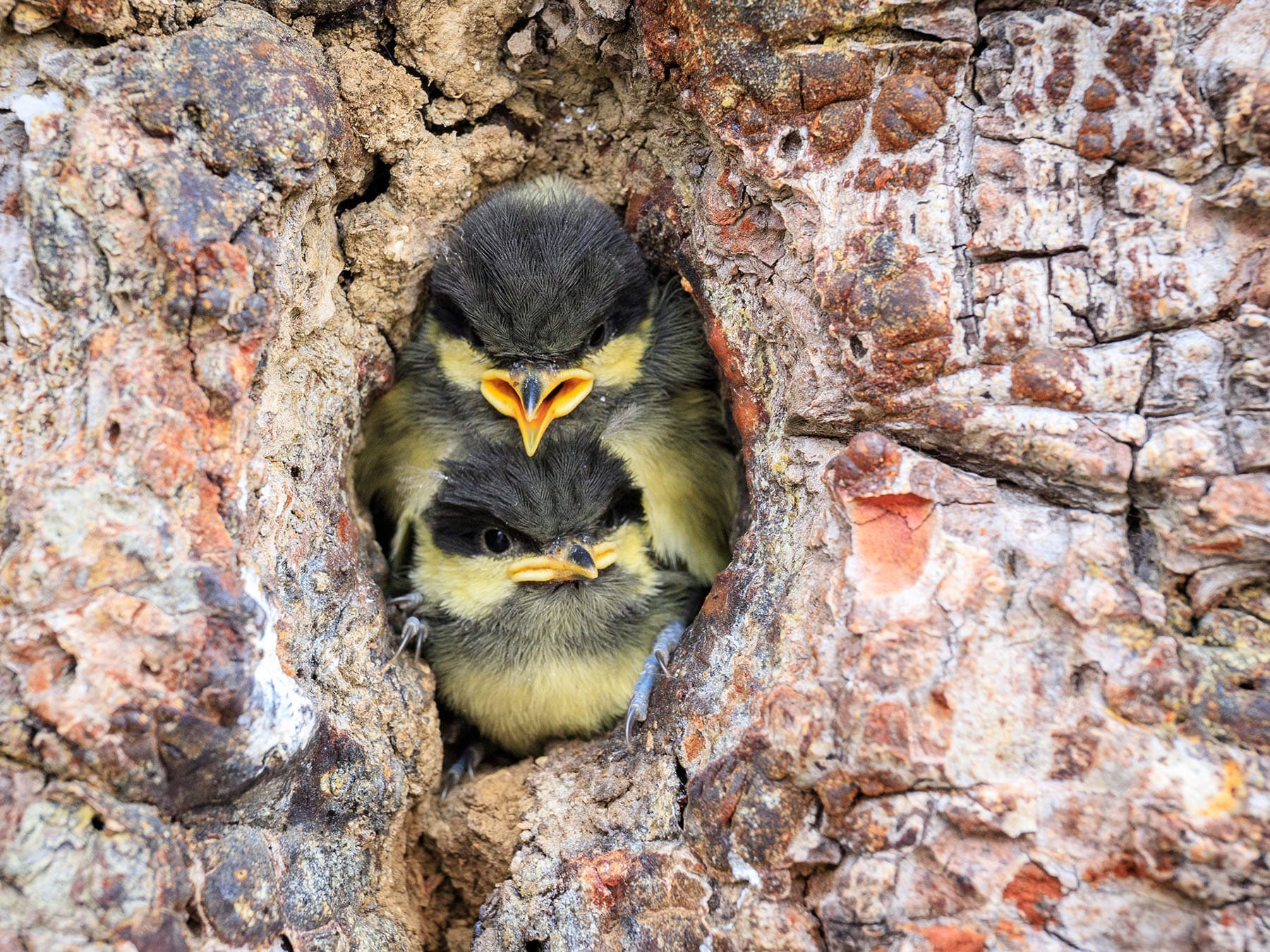 Great tit chicks