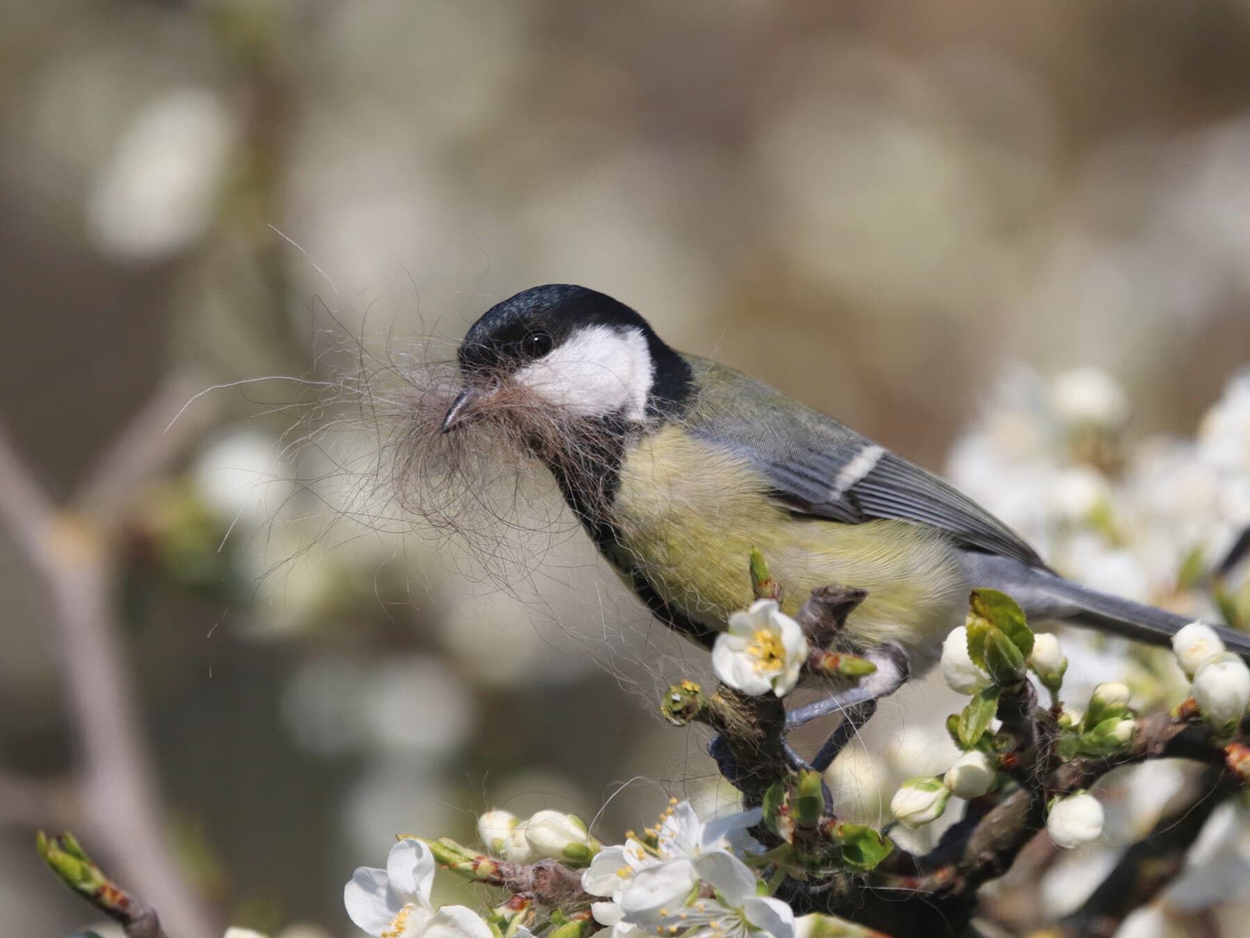 Great tit collecting nesting material