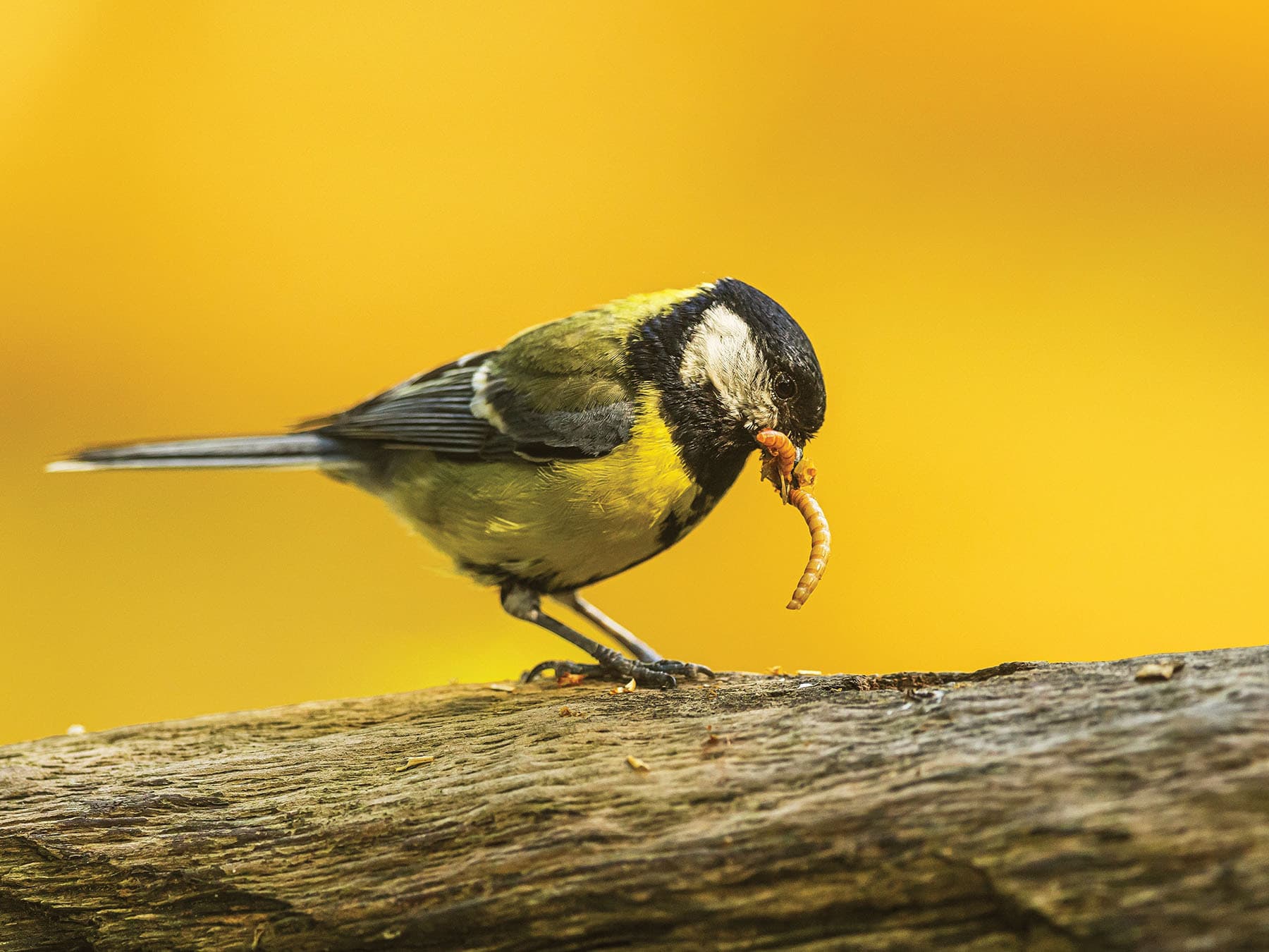 Close up of a Great Tit pulling a worm out of the woodwork