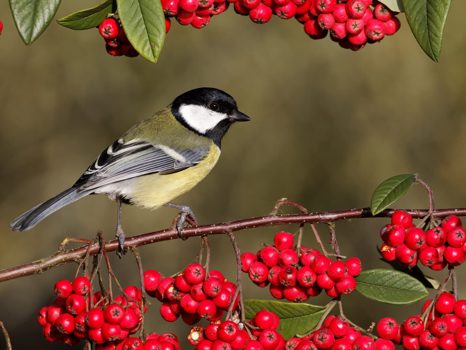 Great tit eating berries