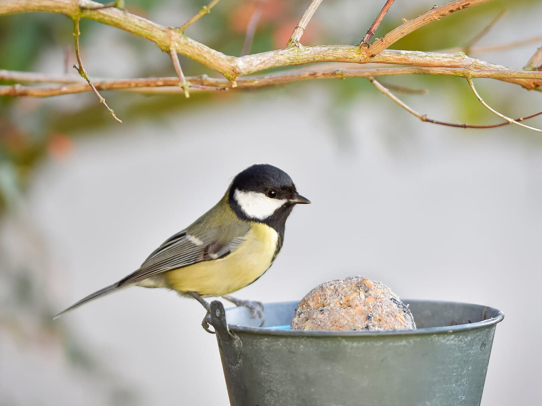 Great tit eating feeder