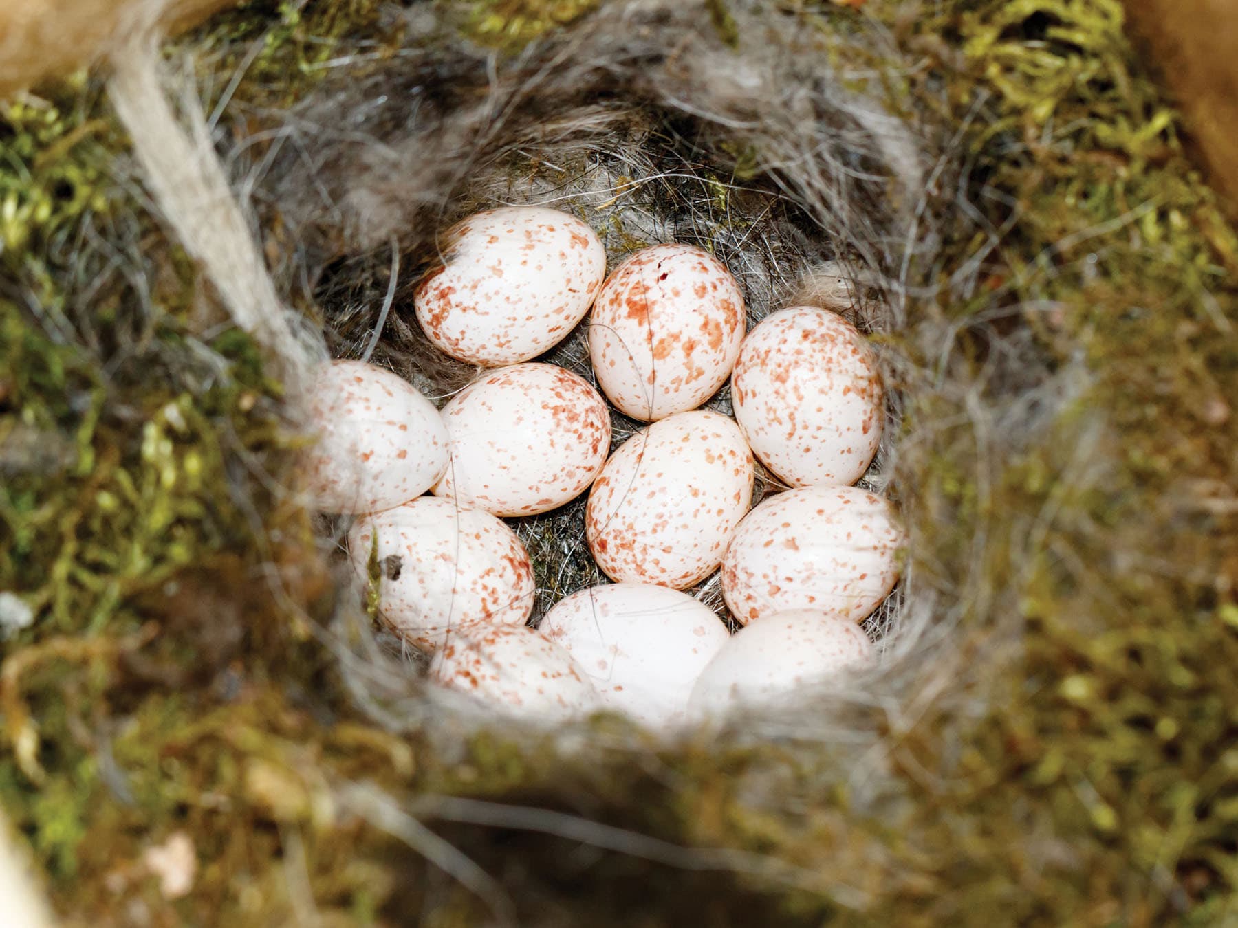 The nest of a Great Tit with eggs inside