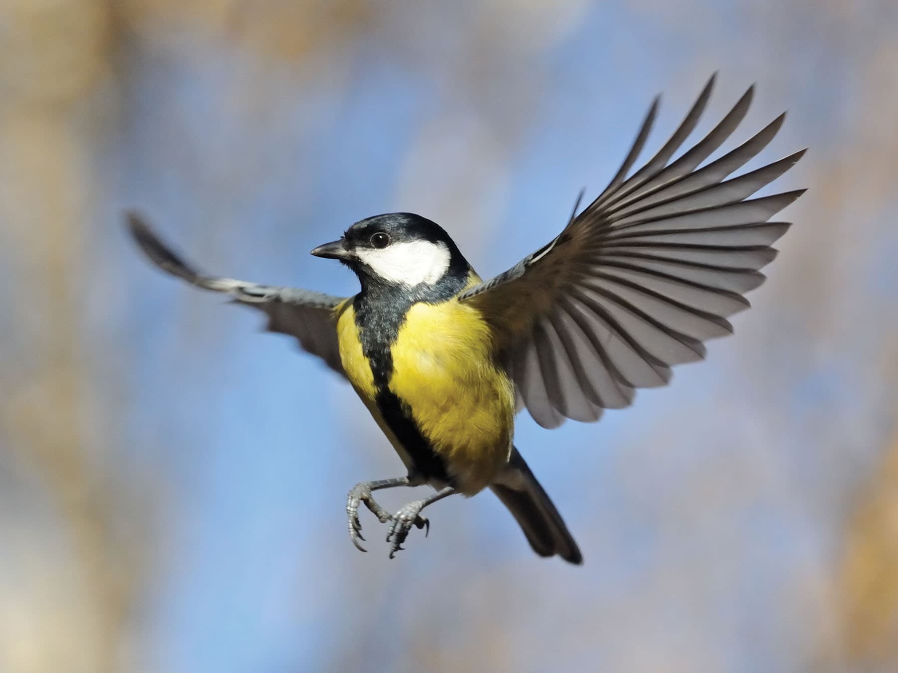 Great Tit in flight with wings spread wide