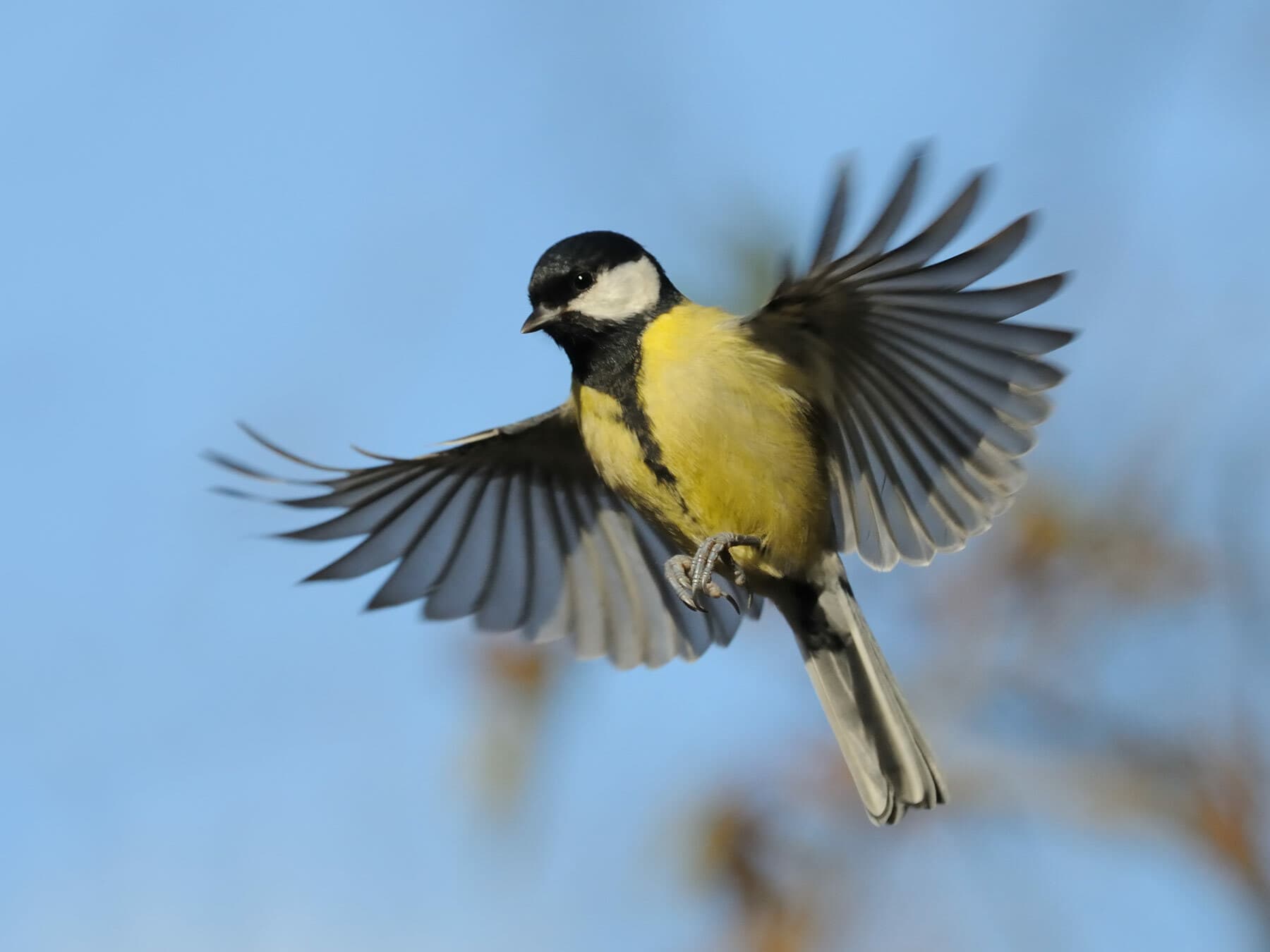 Great tit in flight