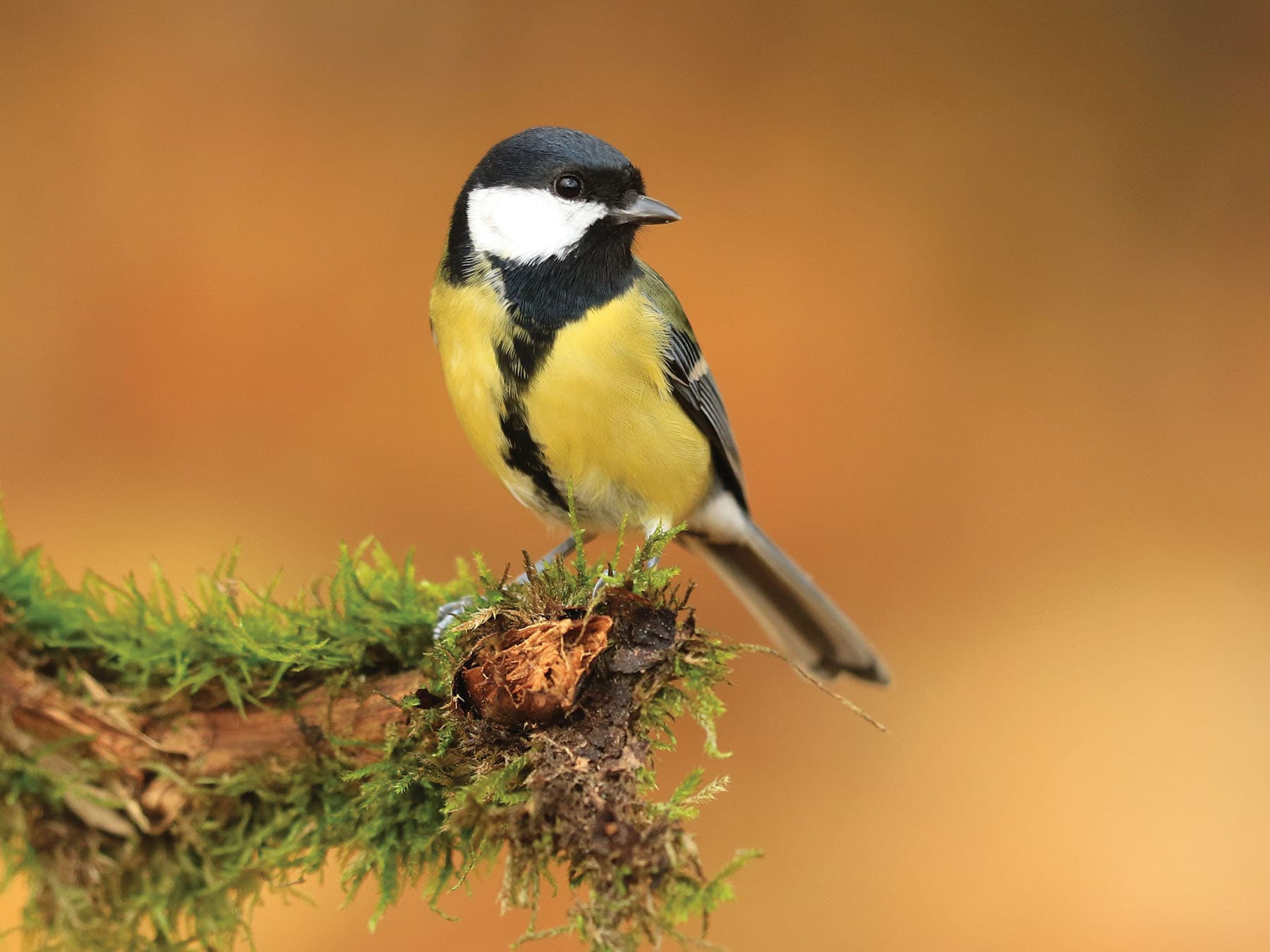 Great Tits are quite bold around bird feeders, and won't be scared off by birds larger than them