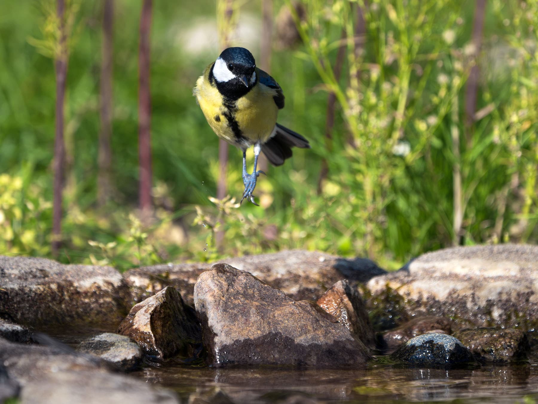 Great tit jumping in air