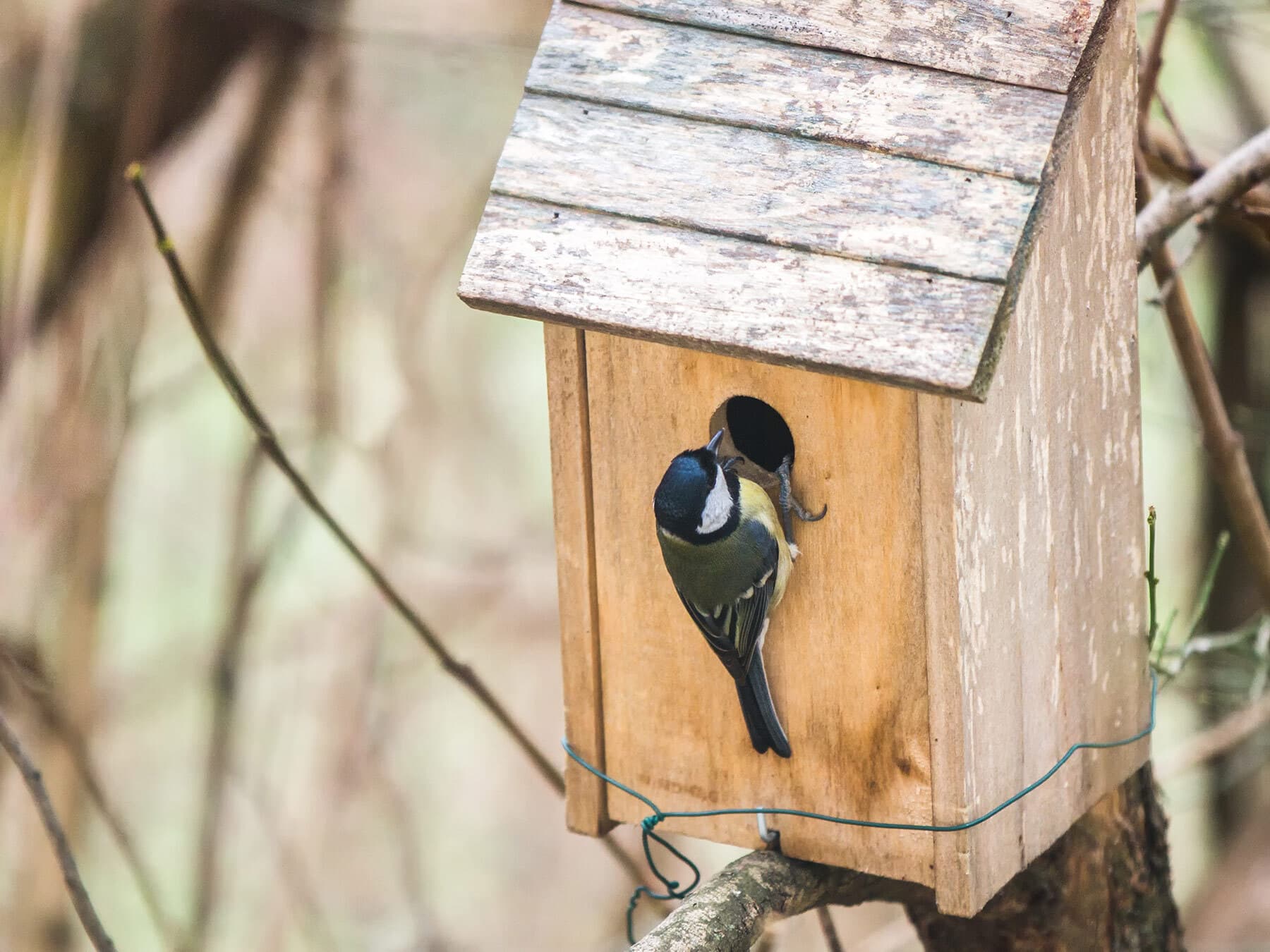 Great tit looking for nest location