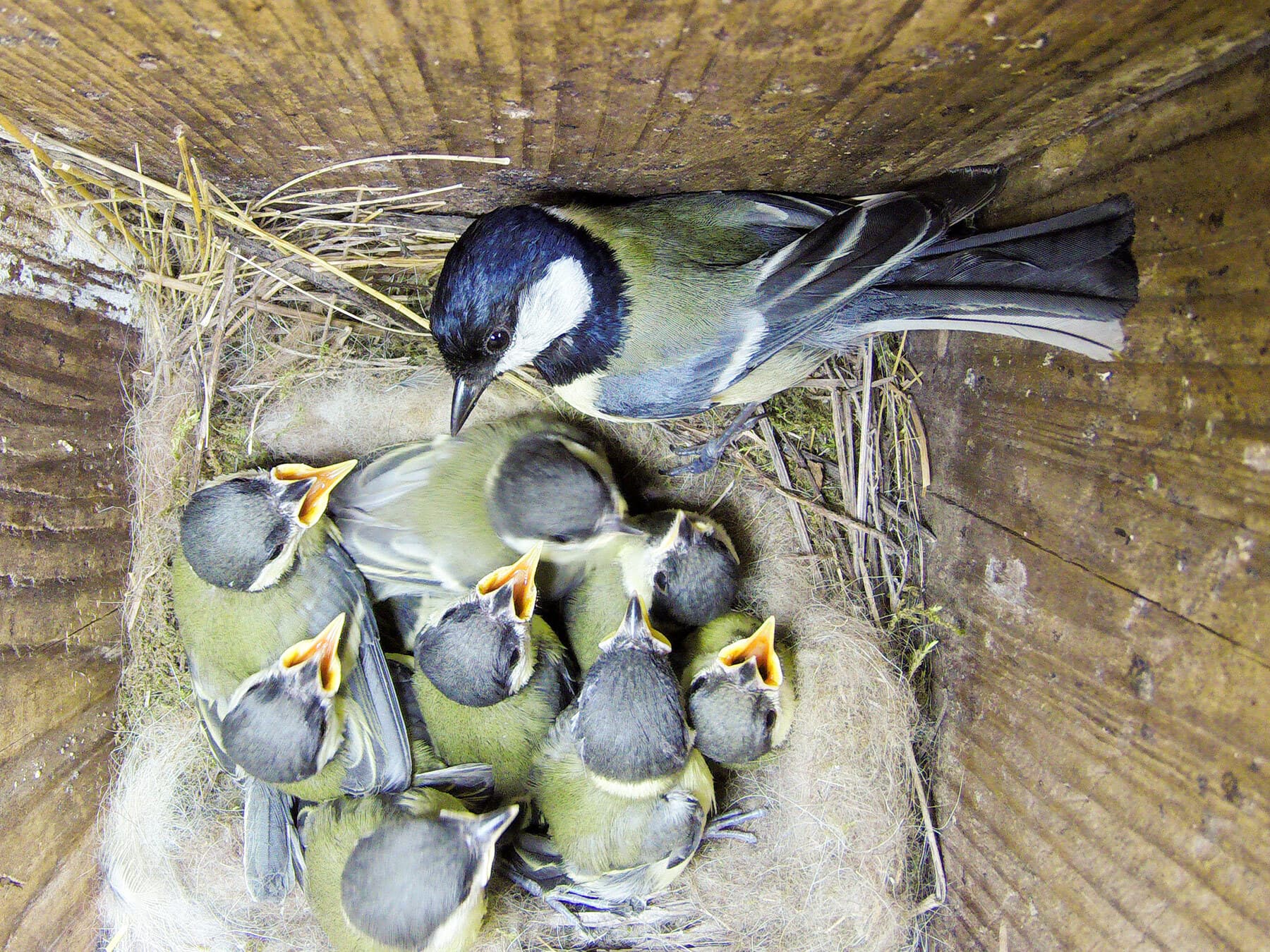 Great tit nest with chicks
