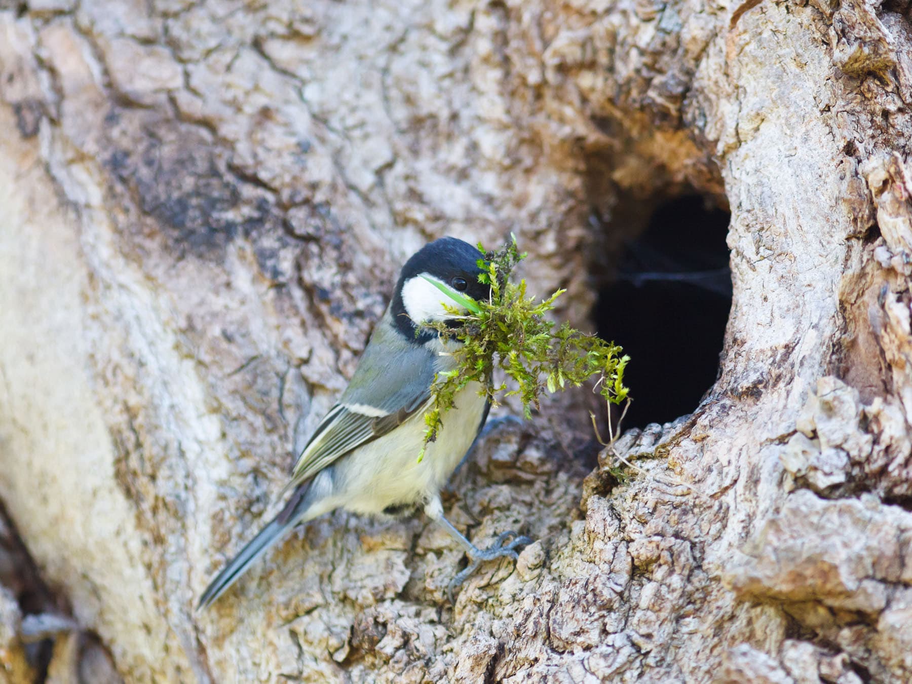 Great tit nesting