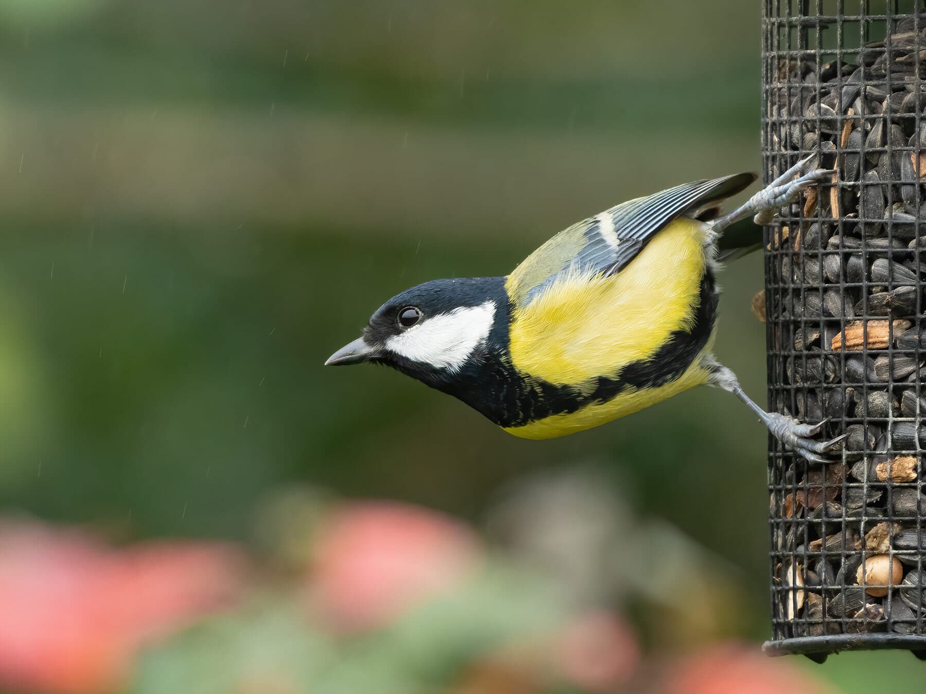 Great tit on bird feeder