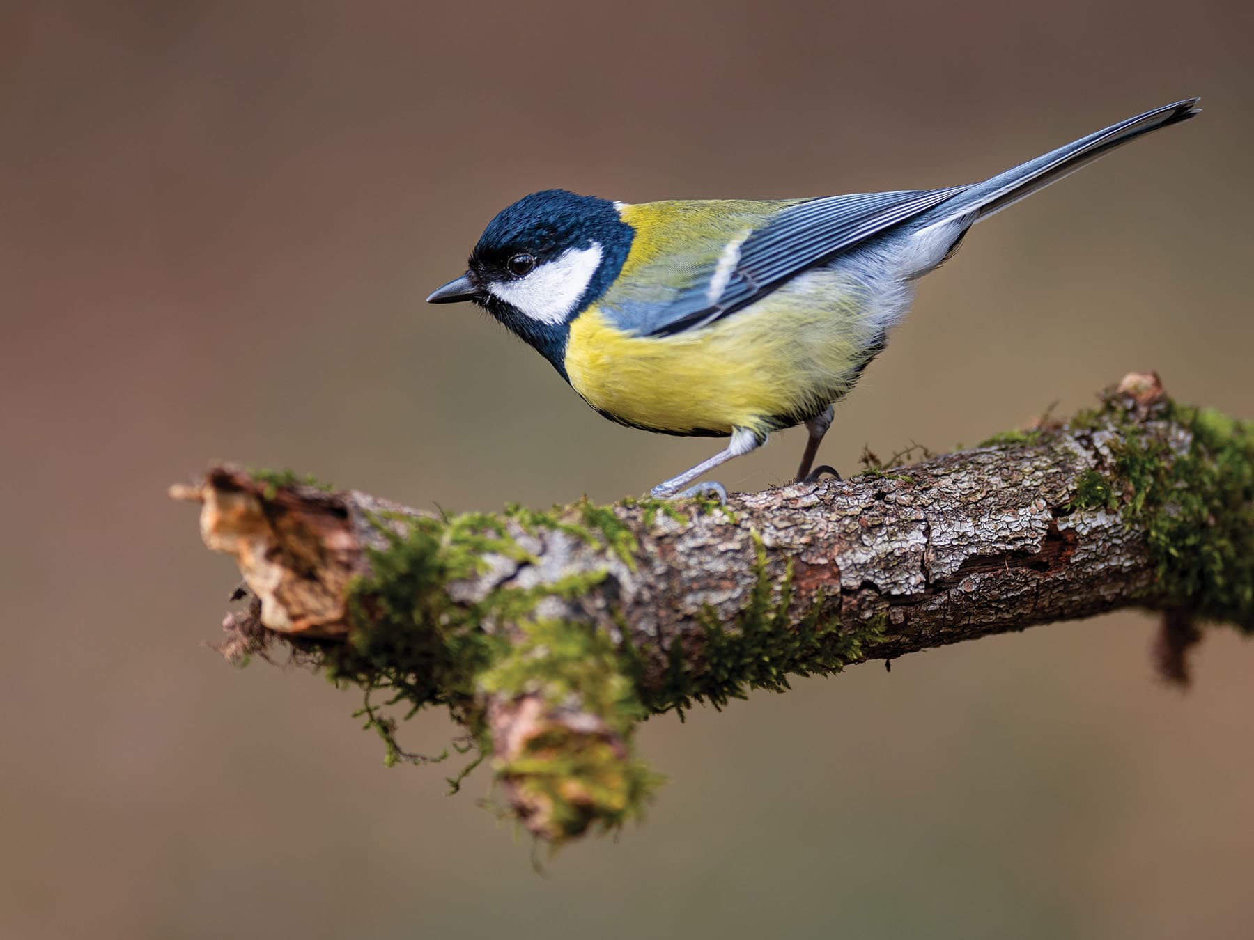 Great Tits are a similar size to House sparrows, and larger than a Blue tit