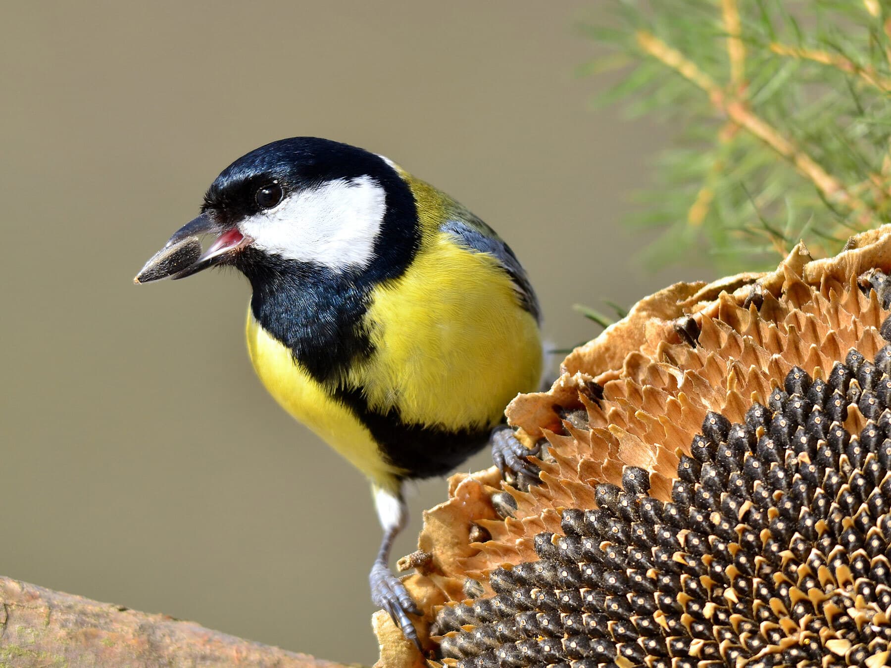 Great tit sunflower seeds