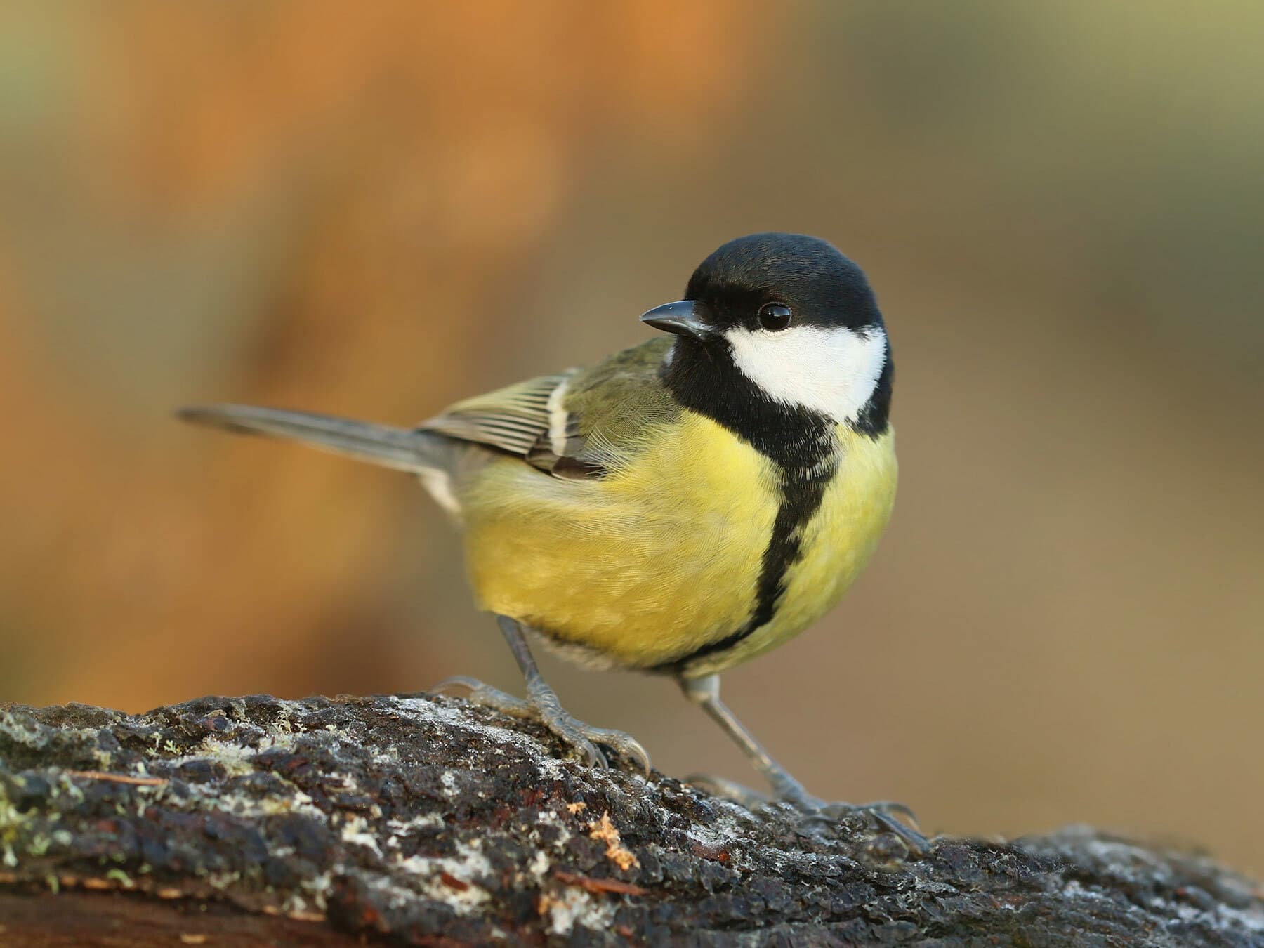 Close up of a Great Tit