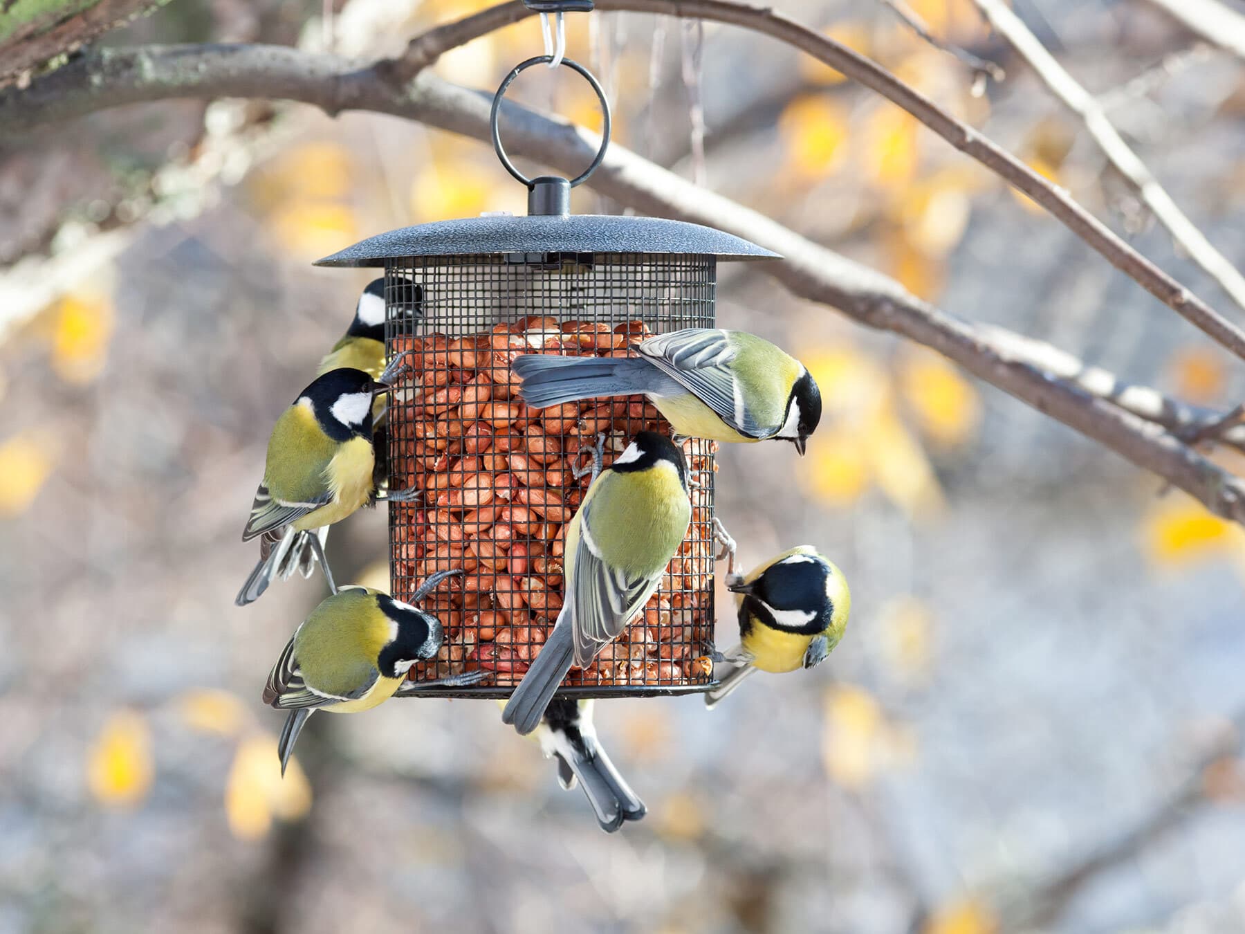 Great tits at feeder