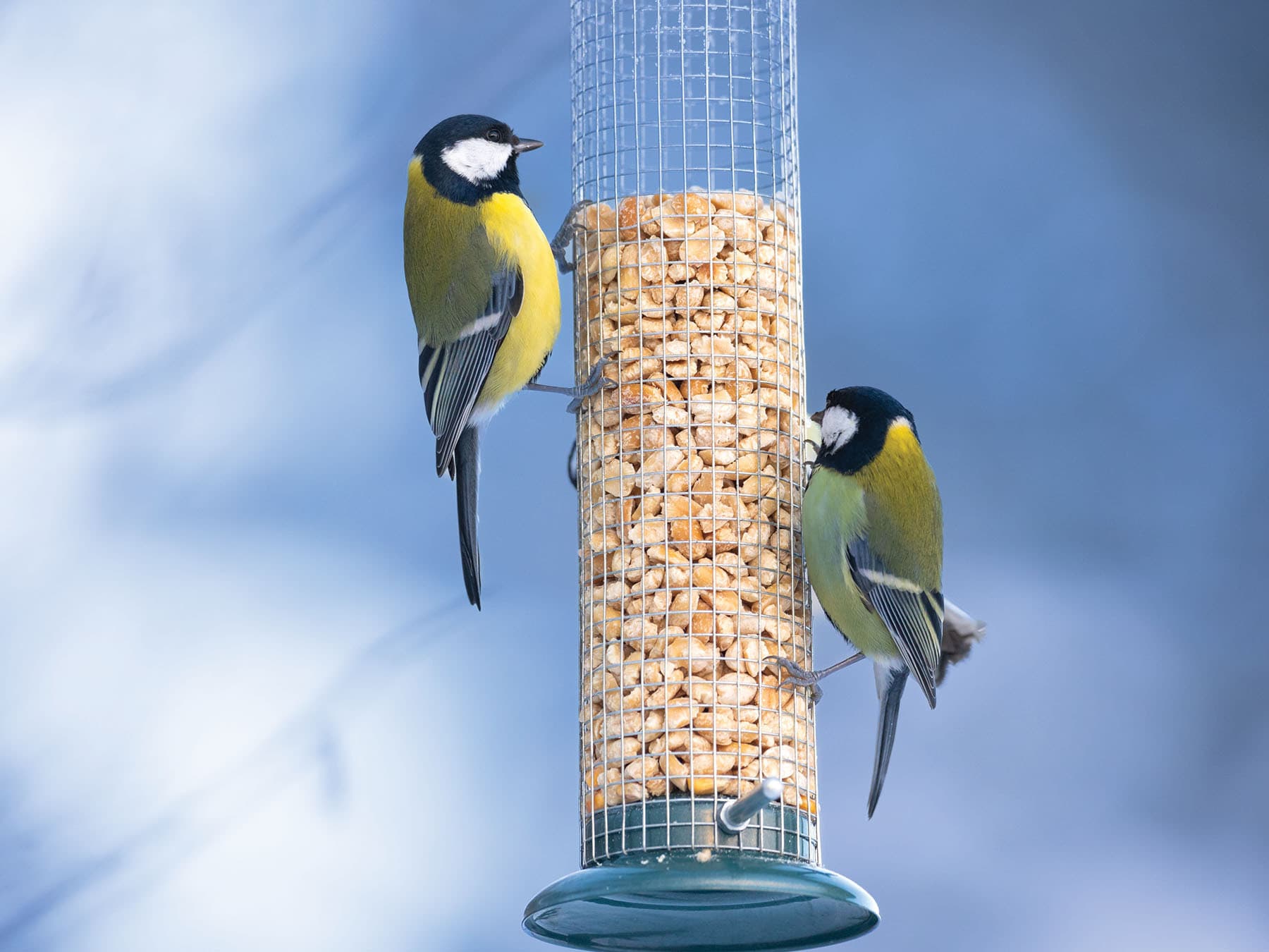 Great Tits at a bird feeder