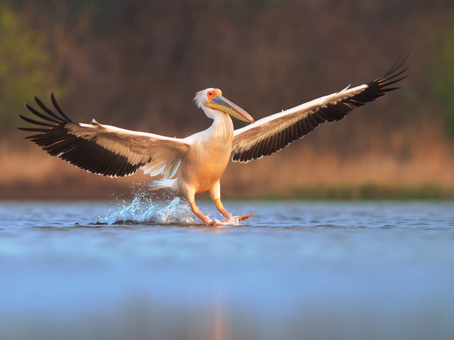 Great white pelican migration