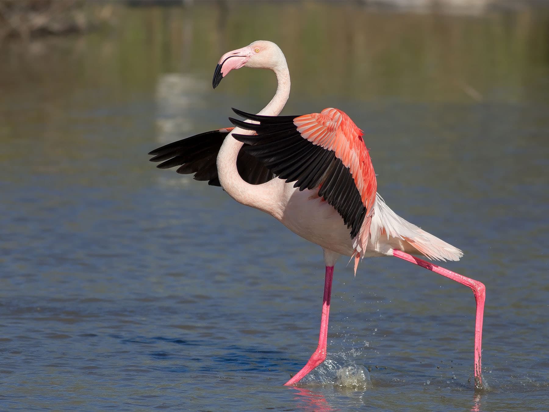 Greater flaming just landed in wetland