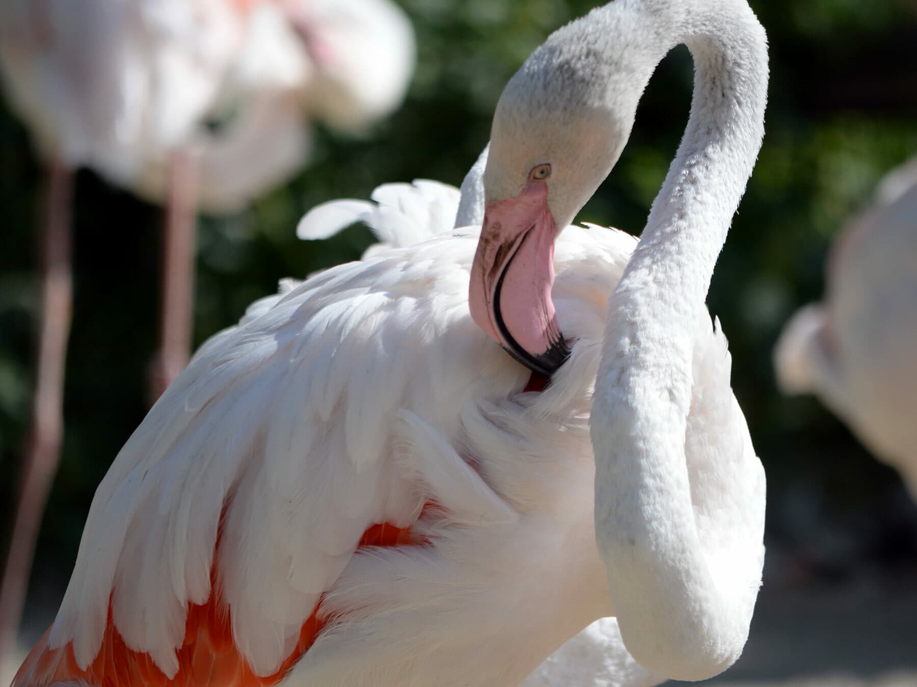A greater flamingo preening itself