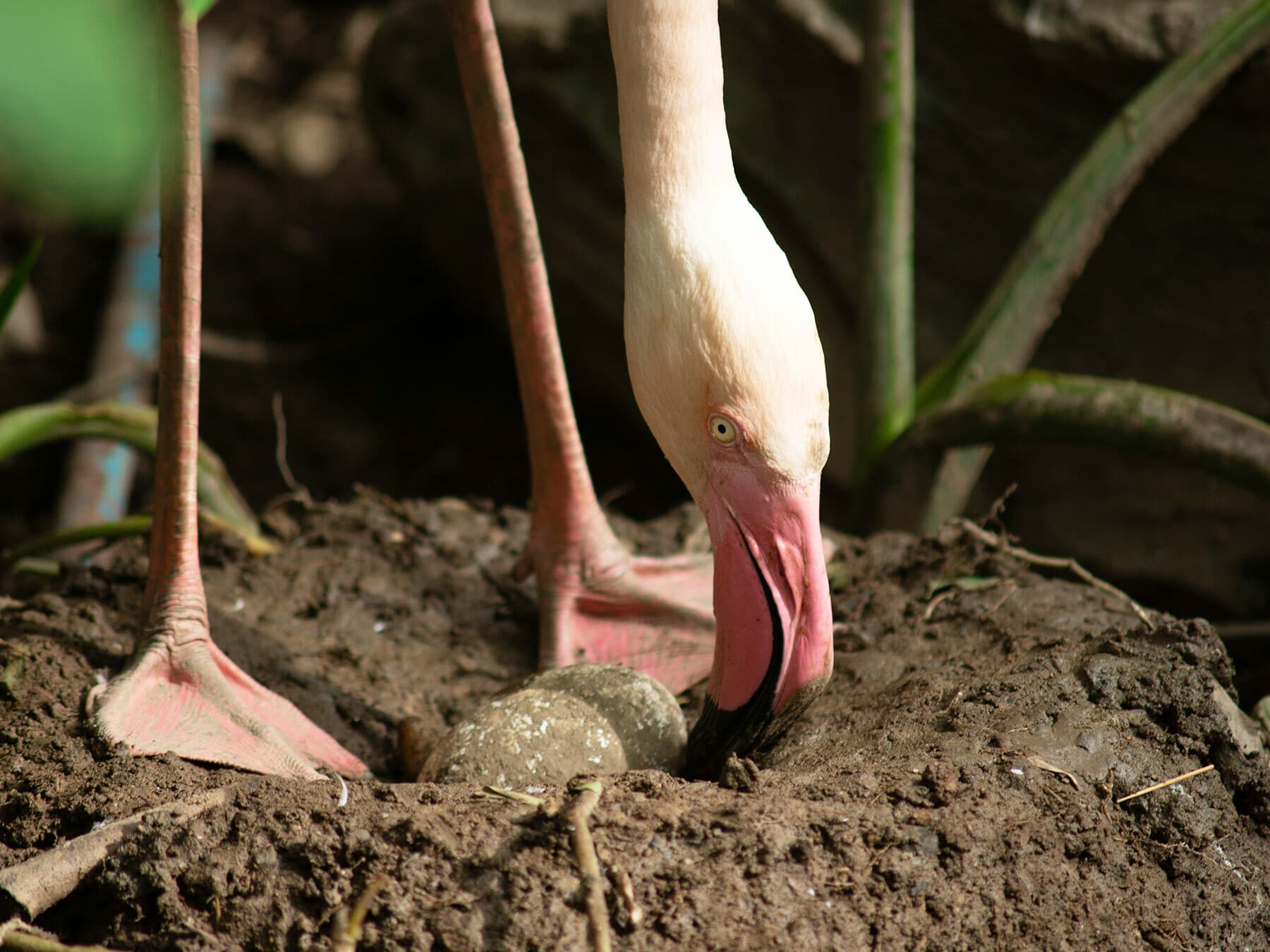 Greater flamingo nest with two eggs