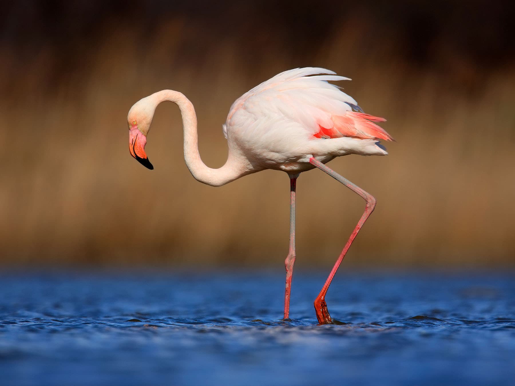 Greater flamingo range