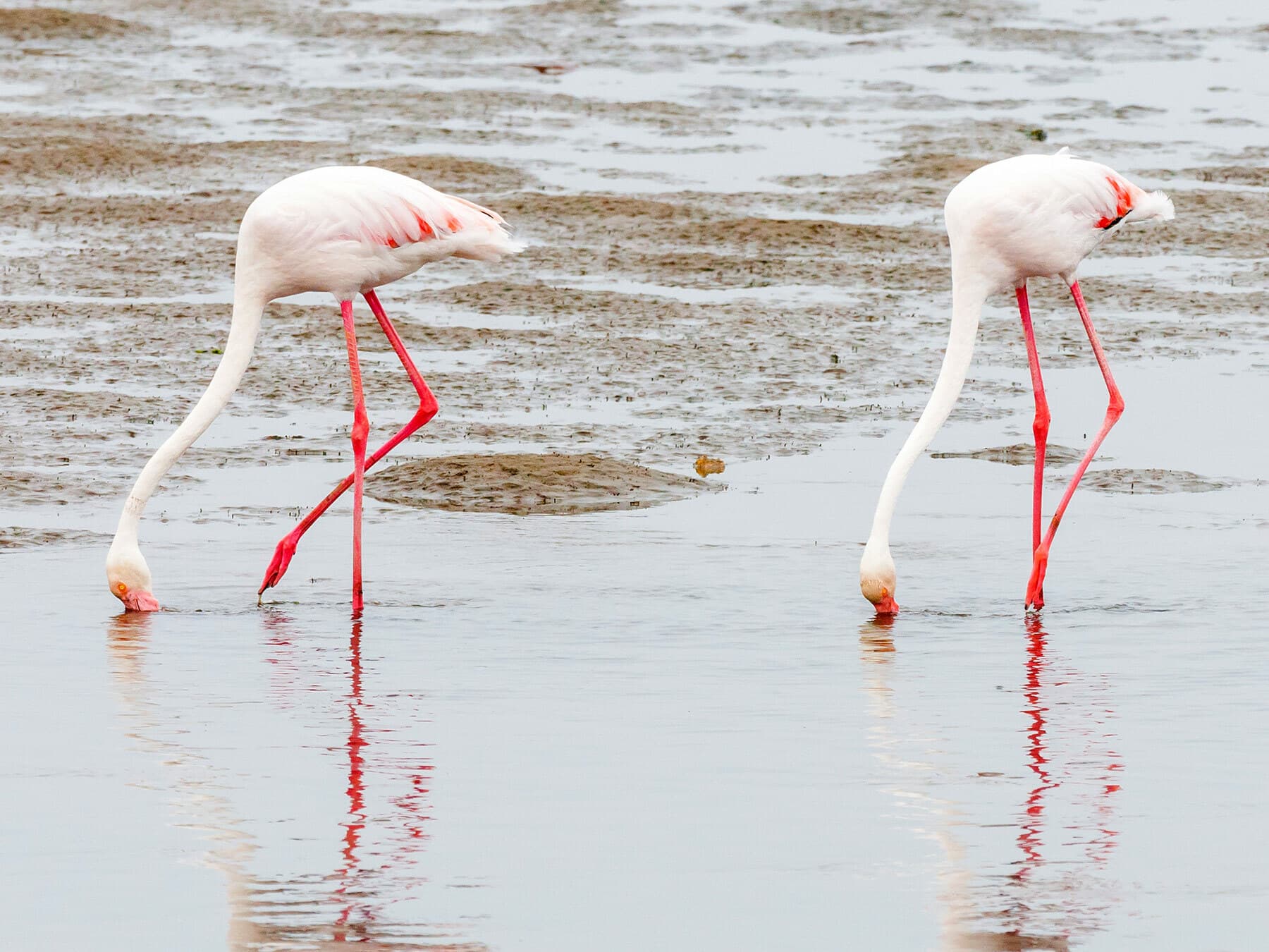 Pair of greater flamingos feeding