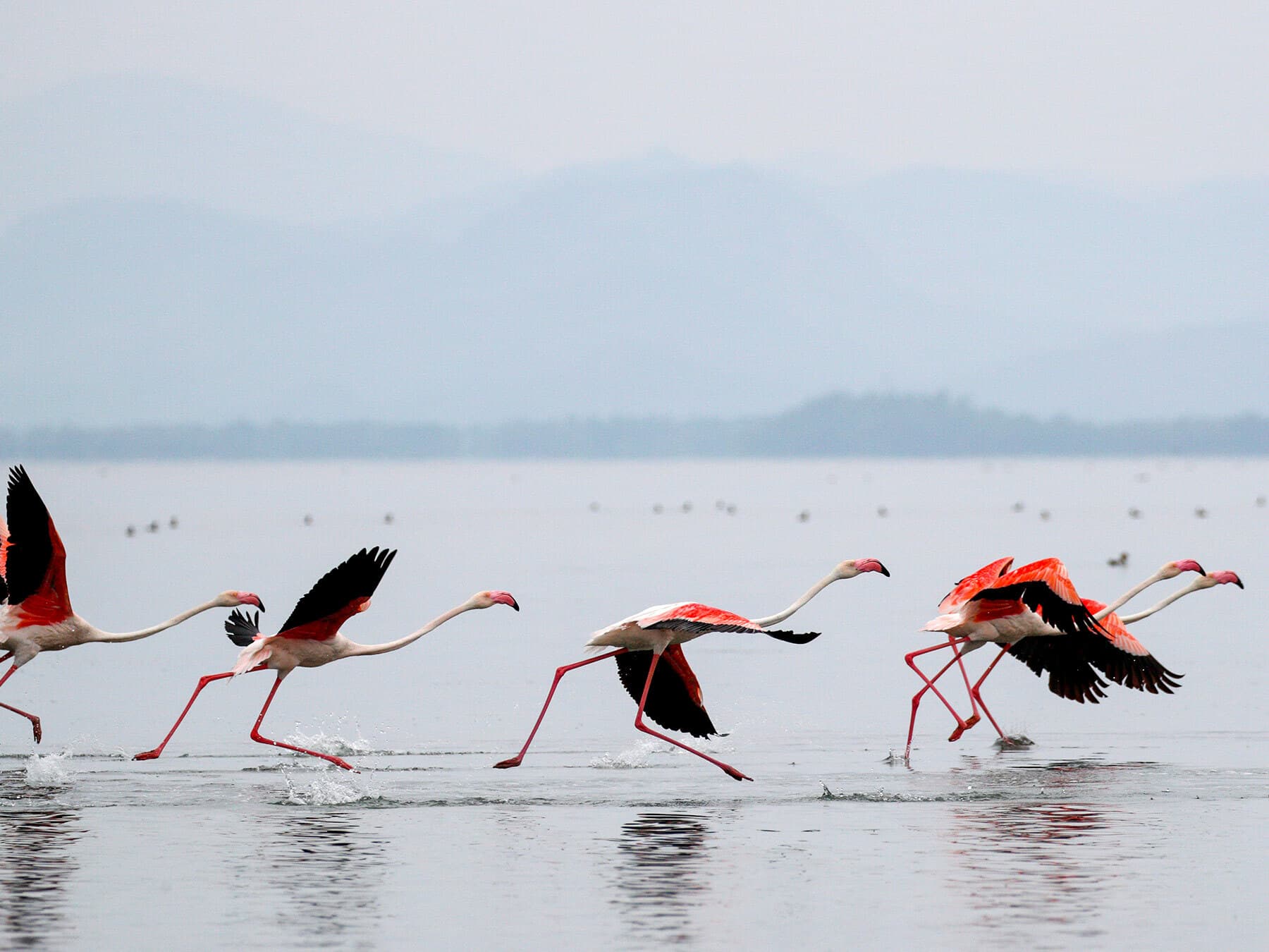 Greater flamingos running across the water