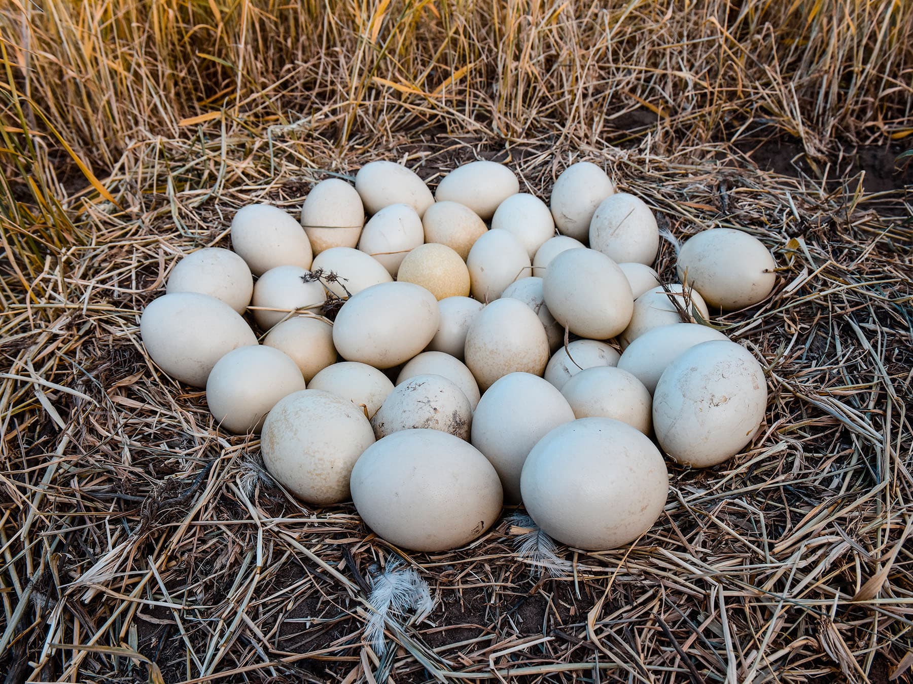 Greater rhea eggs