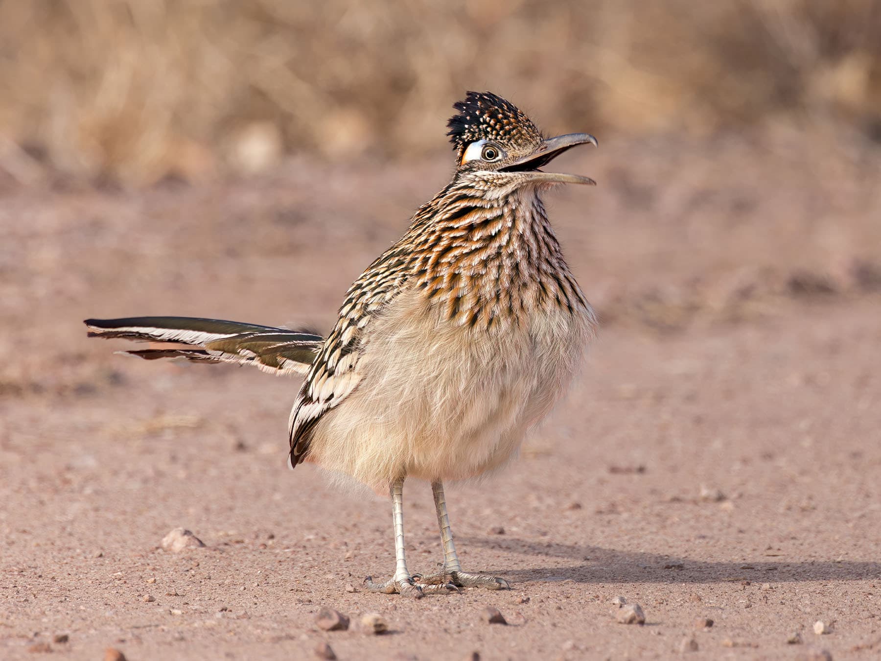 Greater Roadrunner calling out
