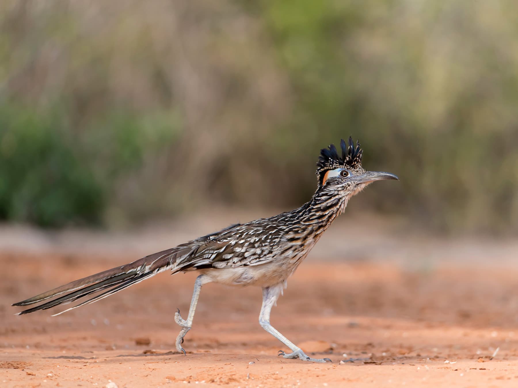 Greater roadrunner in desert