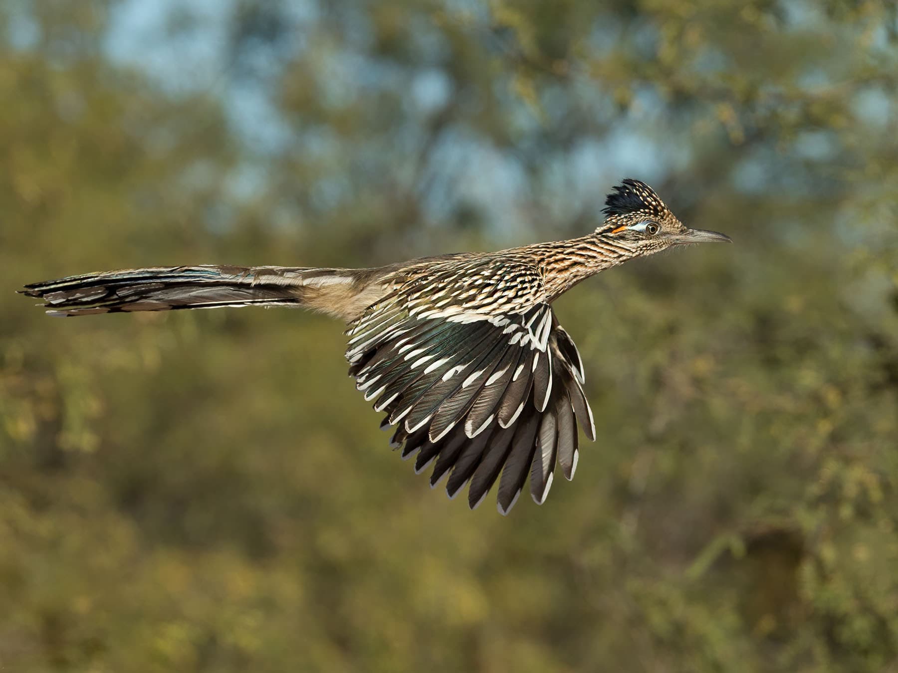 Greater Roadrunner in-flight
