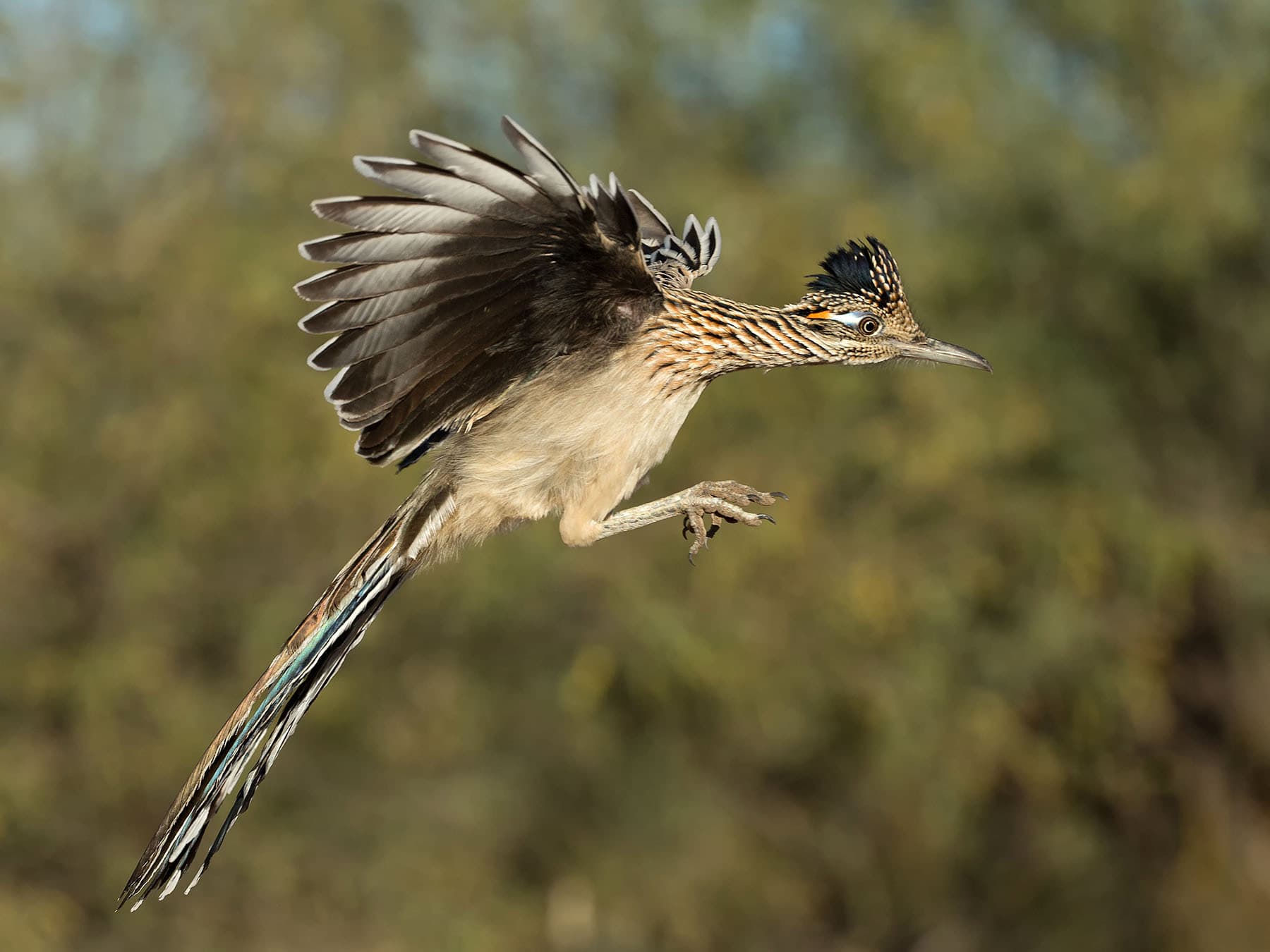 Greater Roadrunner in-flight