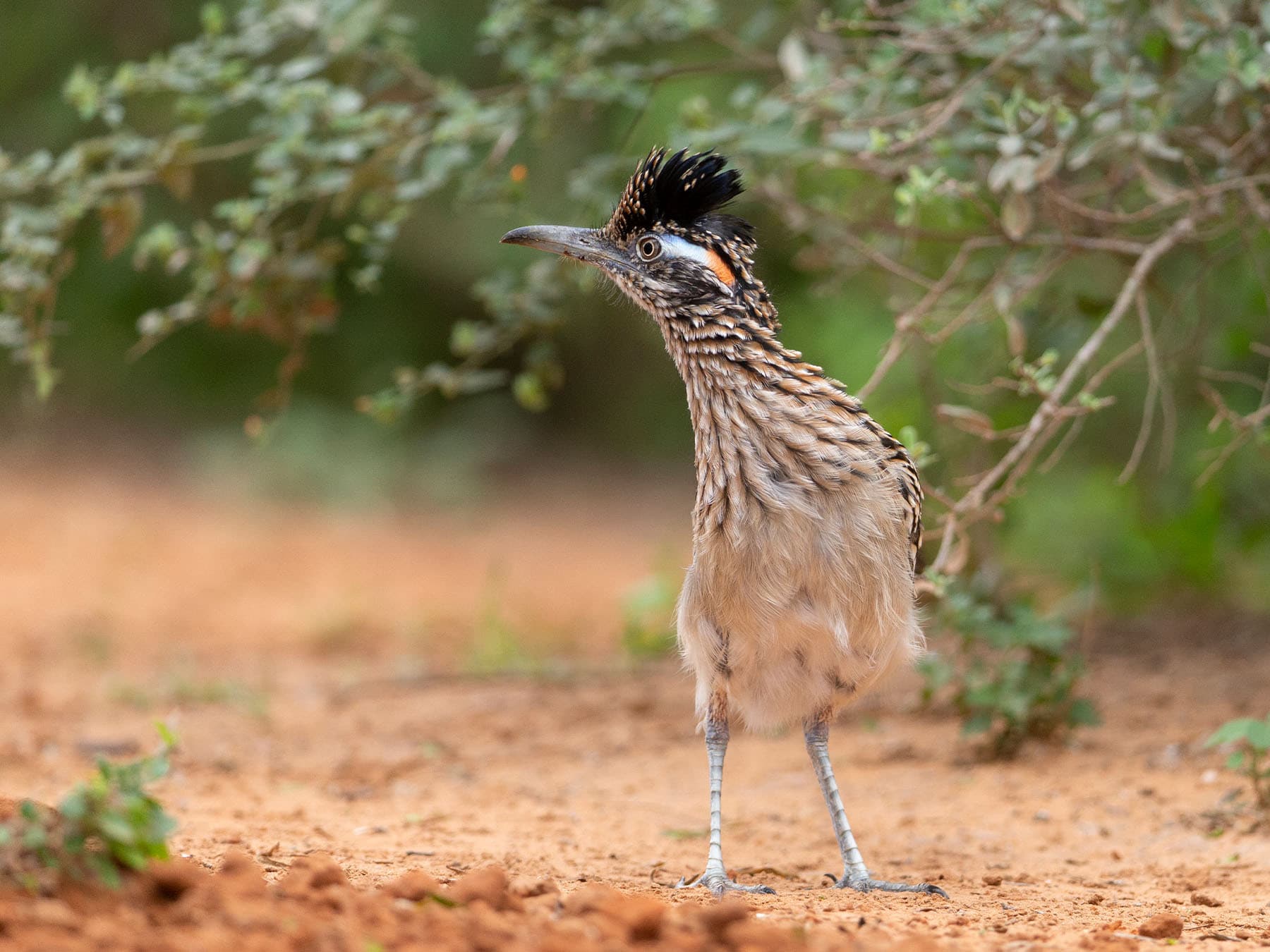 Greater Roadrunner in scrubland habitat
