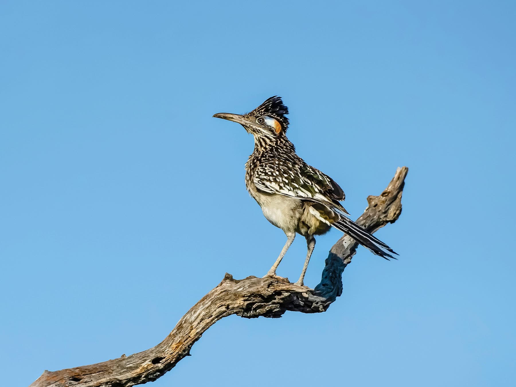 Greater Roadrunner perching on a dead branch