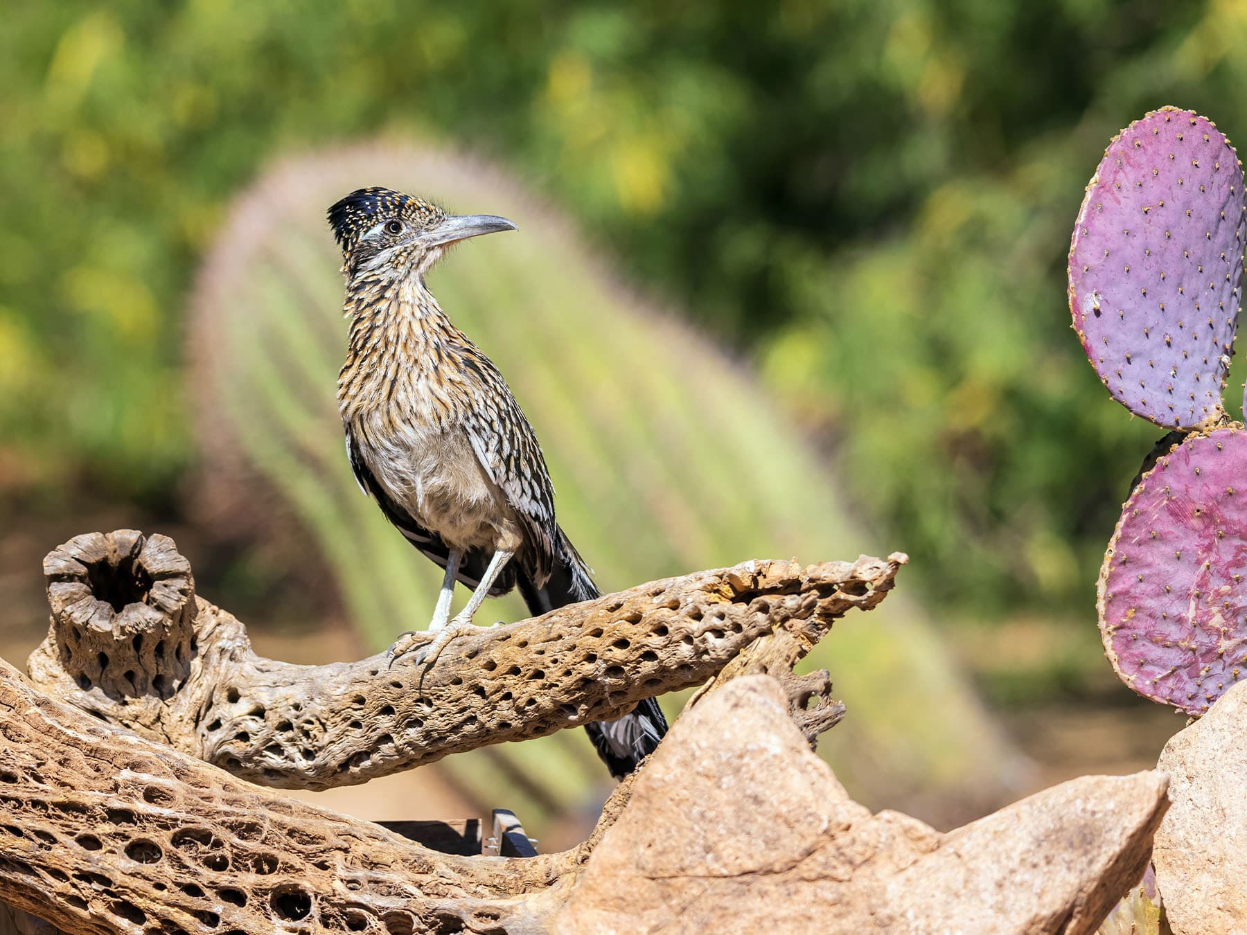 Greater Roadrunner perching in natural habitat