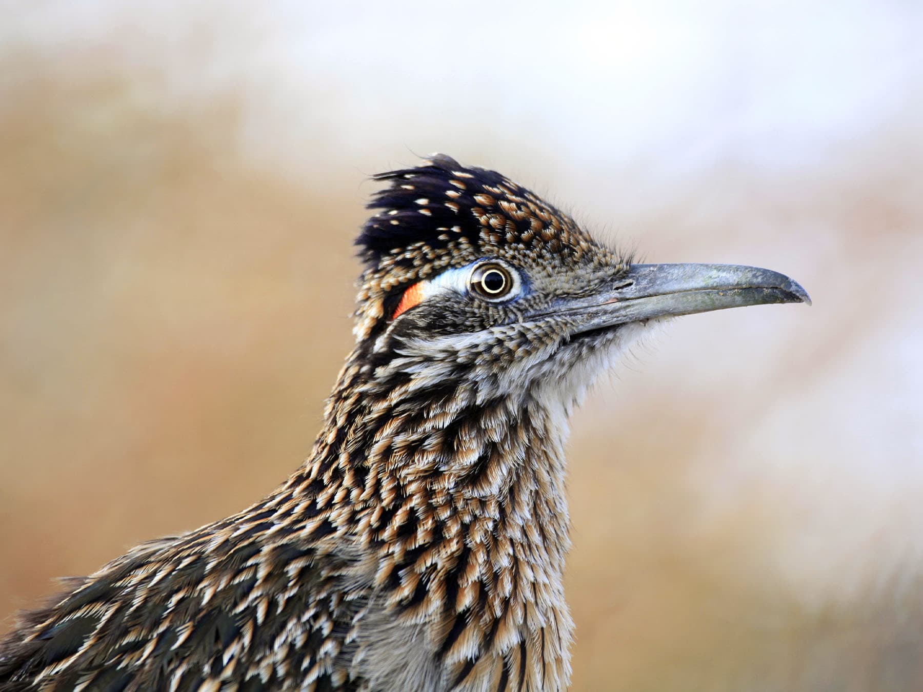 Portrait of a Greater Roadrunner