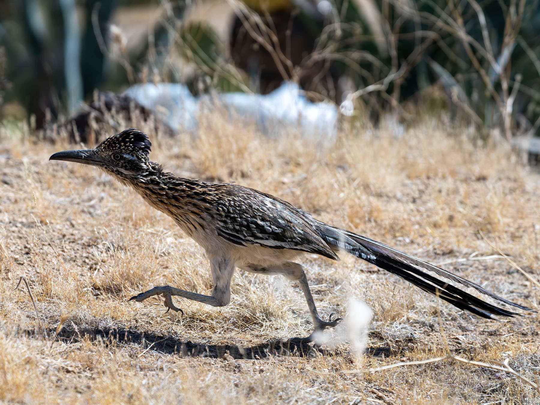 Greater Roadrunner running through grassland