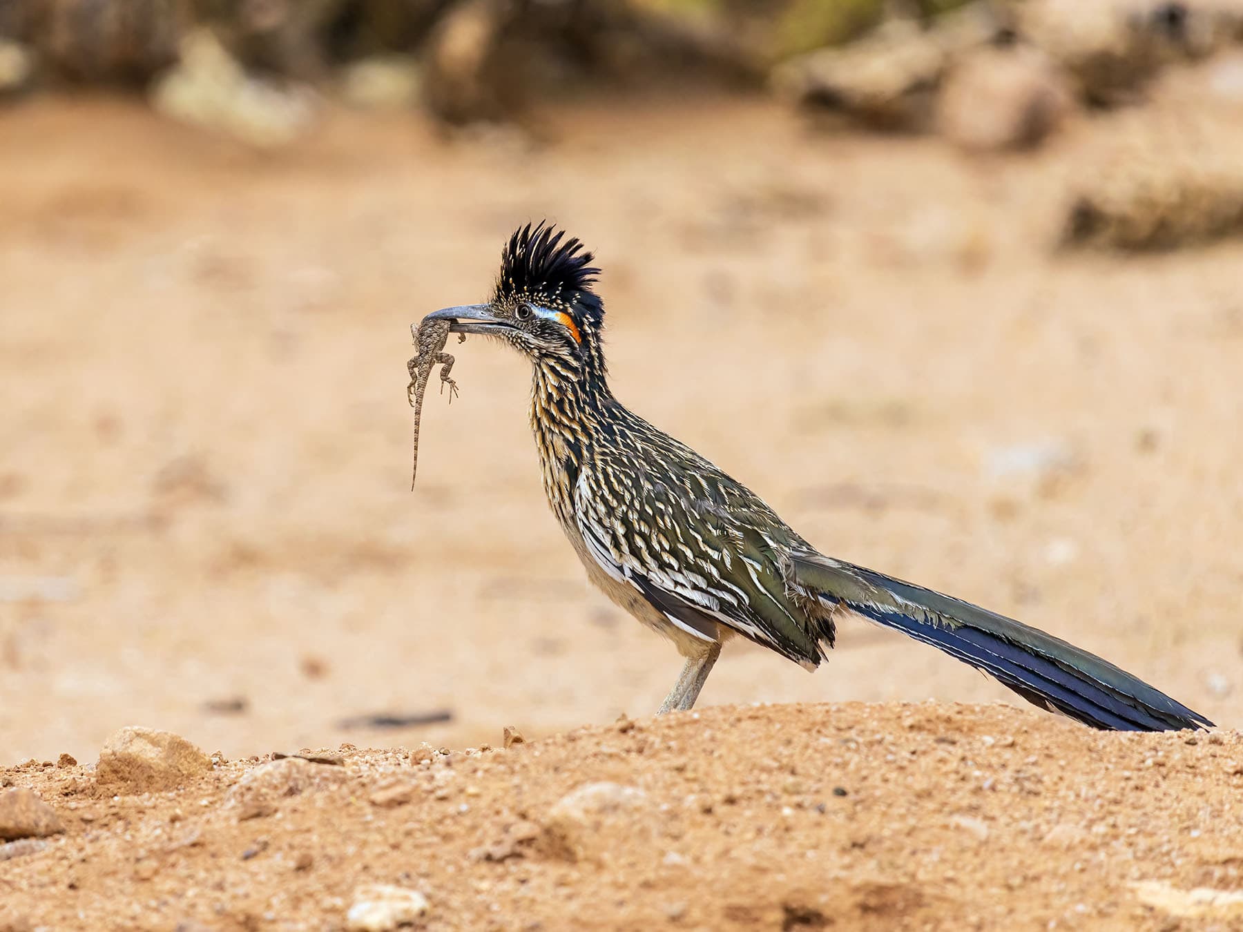 Greater Roadrunner with prey in its beak