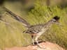 Greater Roadrunner