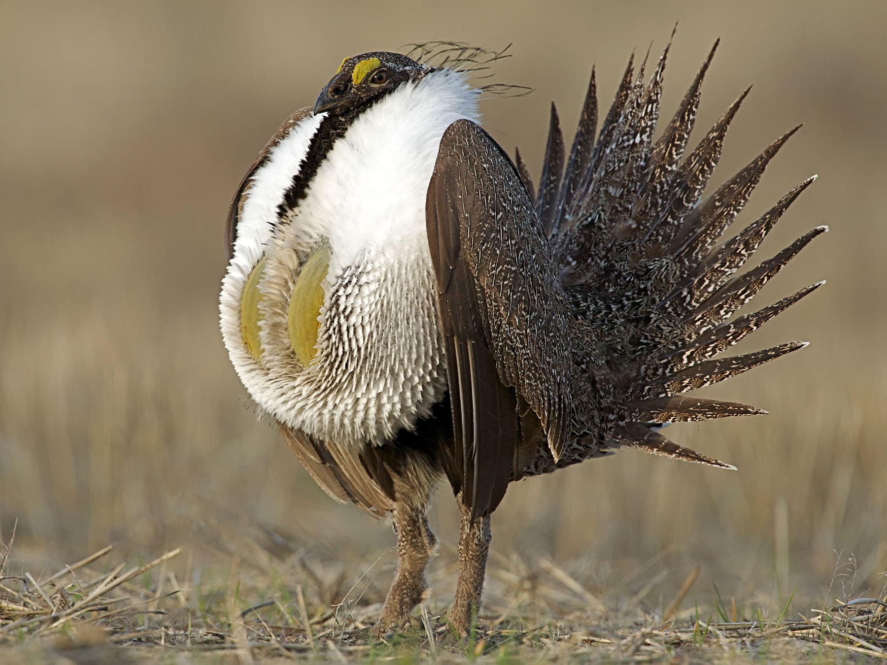 Greater sage grouse in courtship display